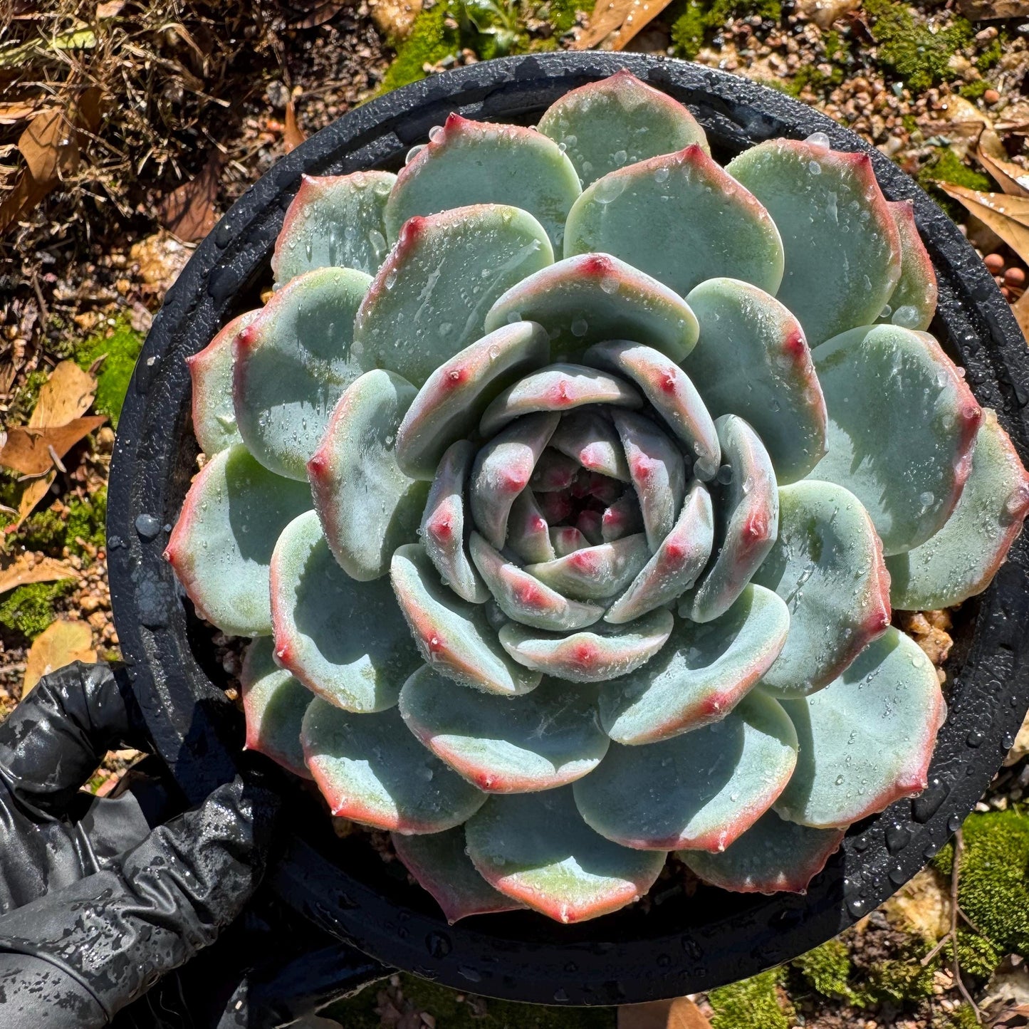 Echeveria 'chihuahuaensis sp. ', single head, 4.2inches ,great quality, Bare Root, Imported Rare Succulent, gift