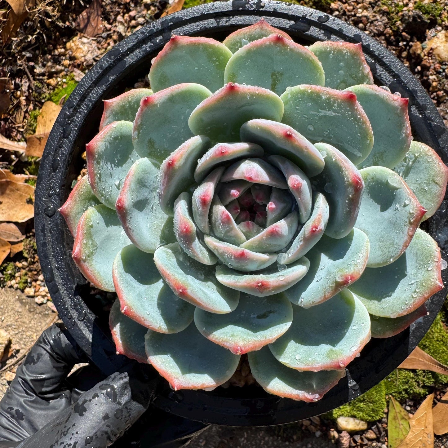 Echeveria 'chihuahuaensis sp. ', single head, 4.2inches ,great quality, Bare Root, Imported Rare Succulent, gift