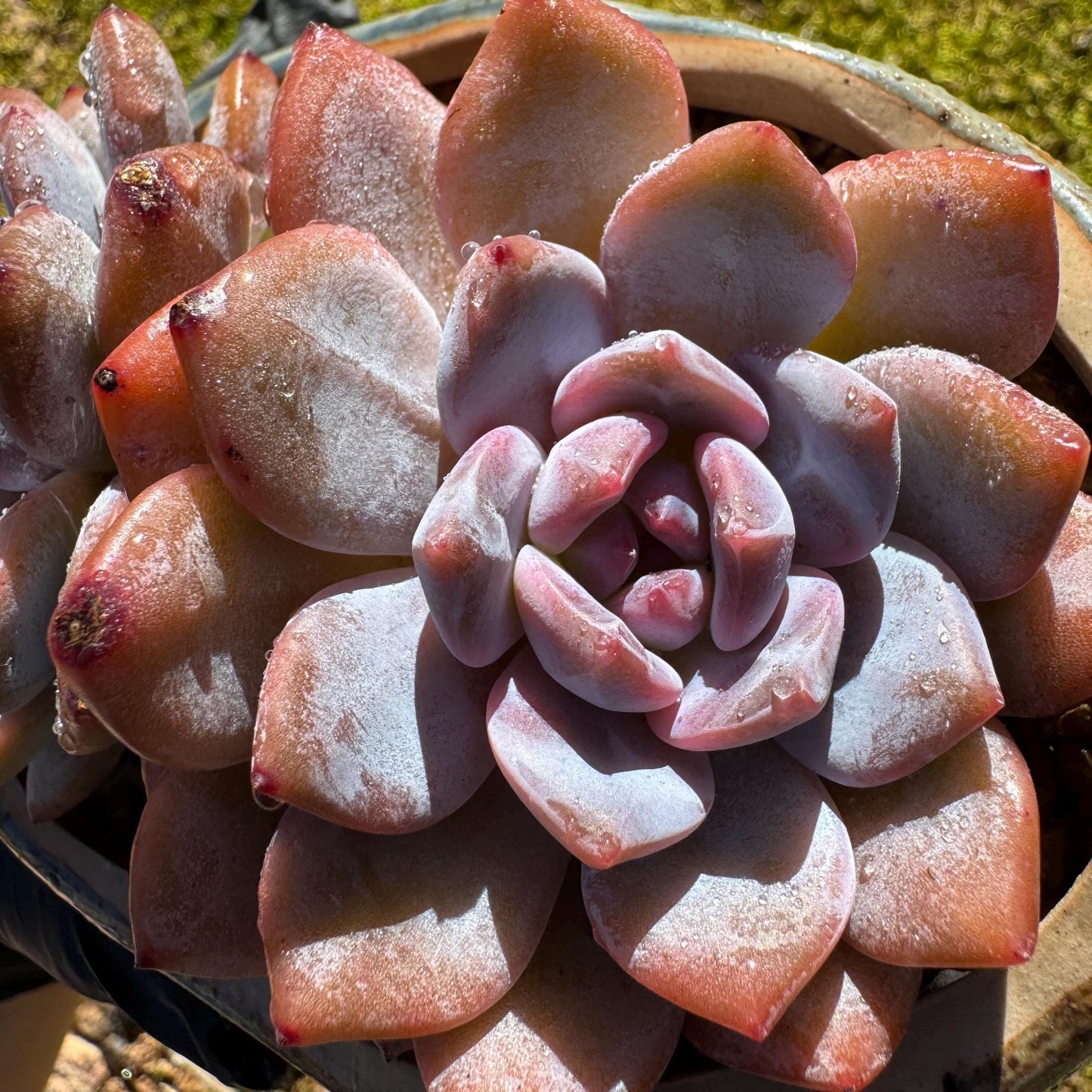 Echeveria Korean ‘Orange Monroe’, 2heads, high quality, 3.7inches, Bare Root, Imported Rare Succulent
