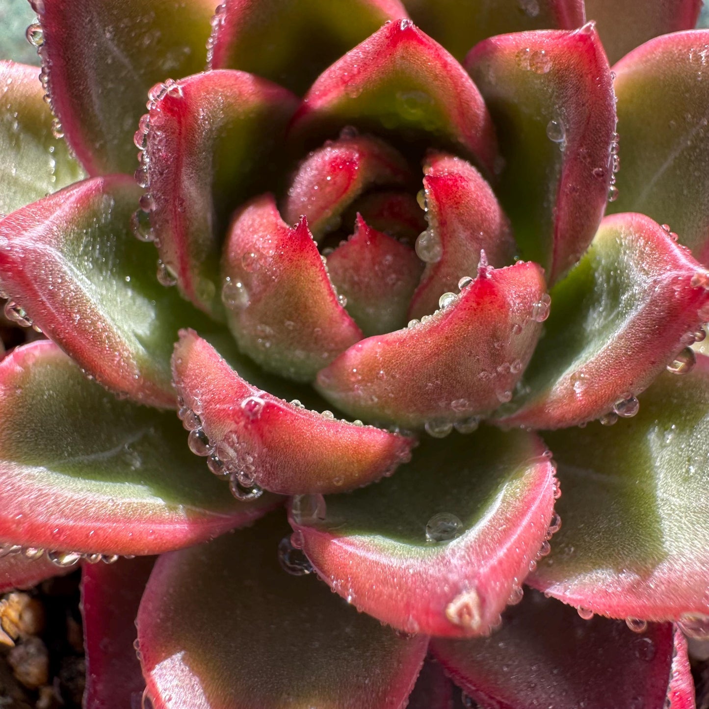 New! Echeveria 'sword dance', new hybrid, 2.7inches, single head, nice color , Bare Root, Imported Rare Succulent