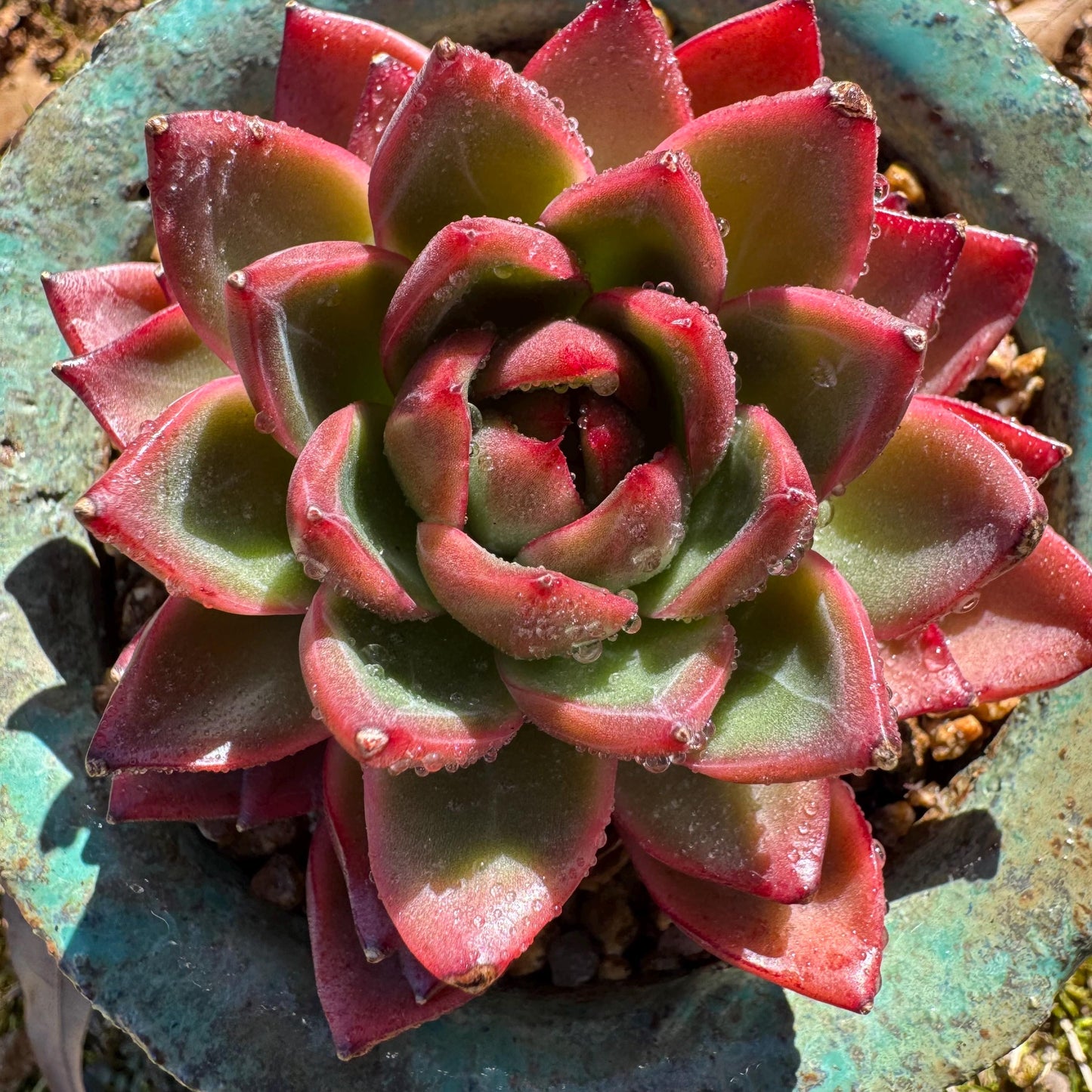 New! Echeveria 'sword dance', new hybrid, 2.7inches, single head, nice color , Bare Root, Imported Rare Succulent