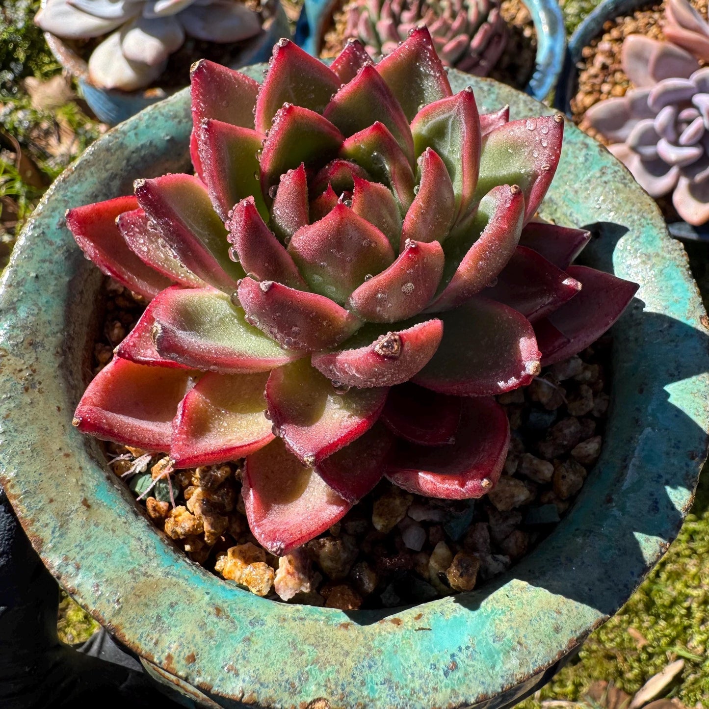 New! Echeveria 'sword dance', new hybrid, 2.7inches, single head, nice color , Bare Root, Imported Rare Succulent