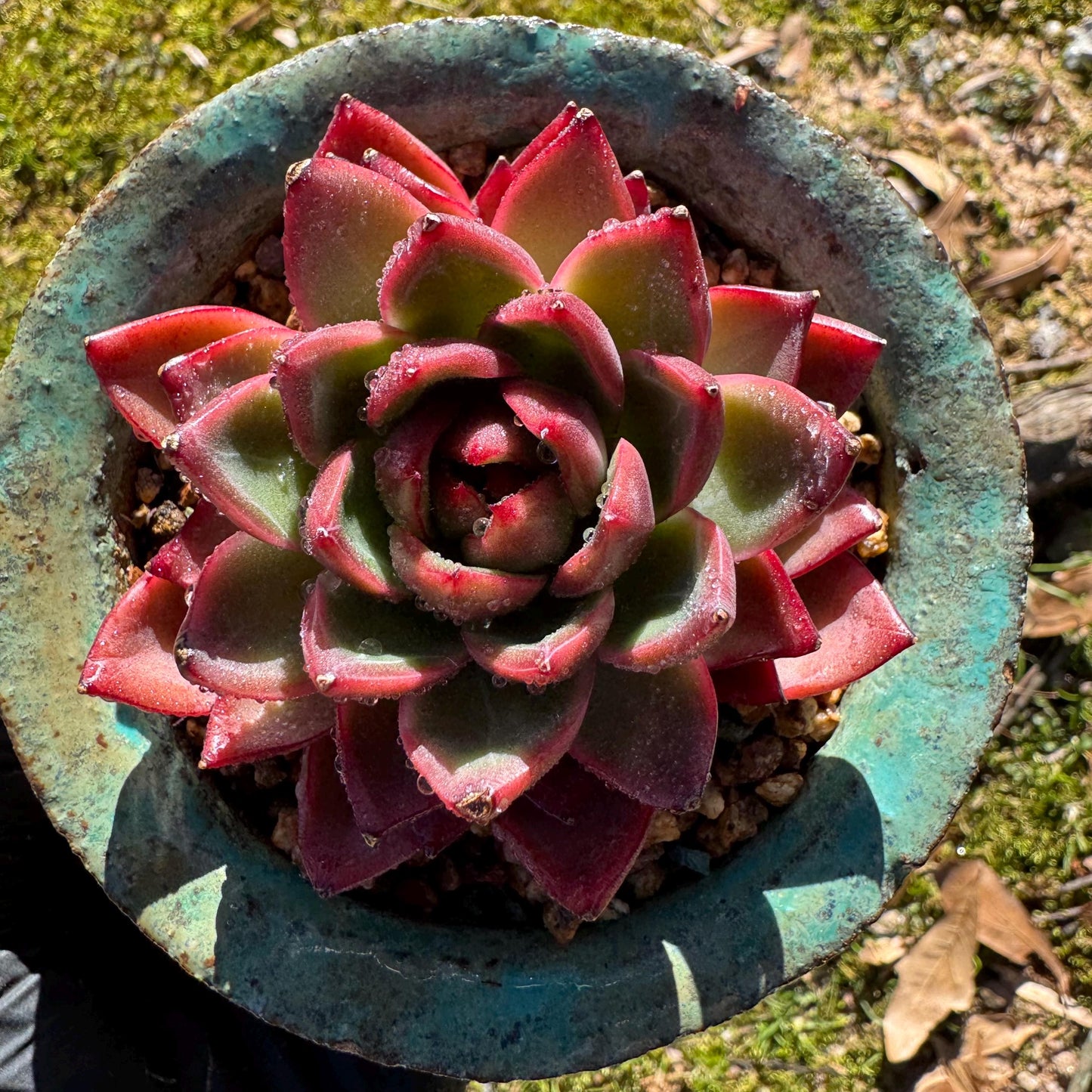 New! Echeveria 'sword dance', new hybrid, 2.7inches, single head, nice color , Bare Root, Imported Rare Succulent