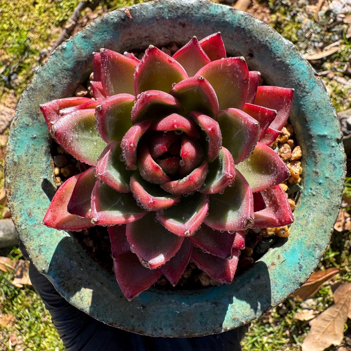 New! Echeveria 'sword dance', new hybrid, 2.7inches, single head, nice color , Bare Root, Imported Rare Succulent