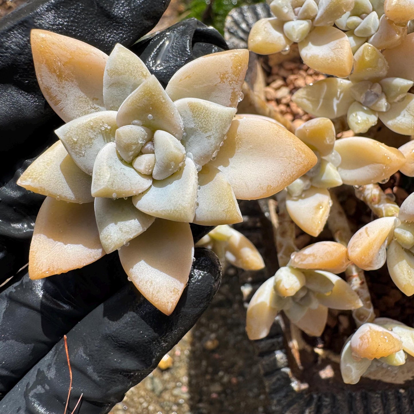 Graptopetalum 'Victor Kane' cluster, 5.2 inches, a lot of heads, bare Root, live plant, Imported Rare Succulent