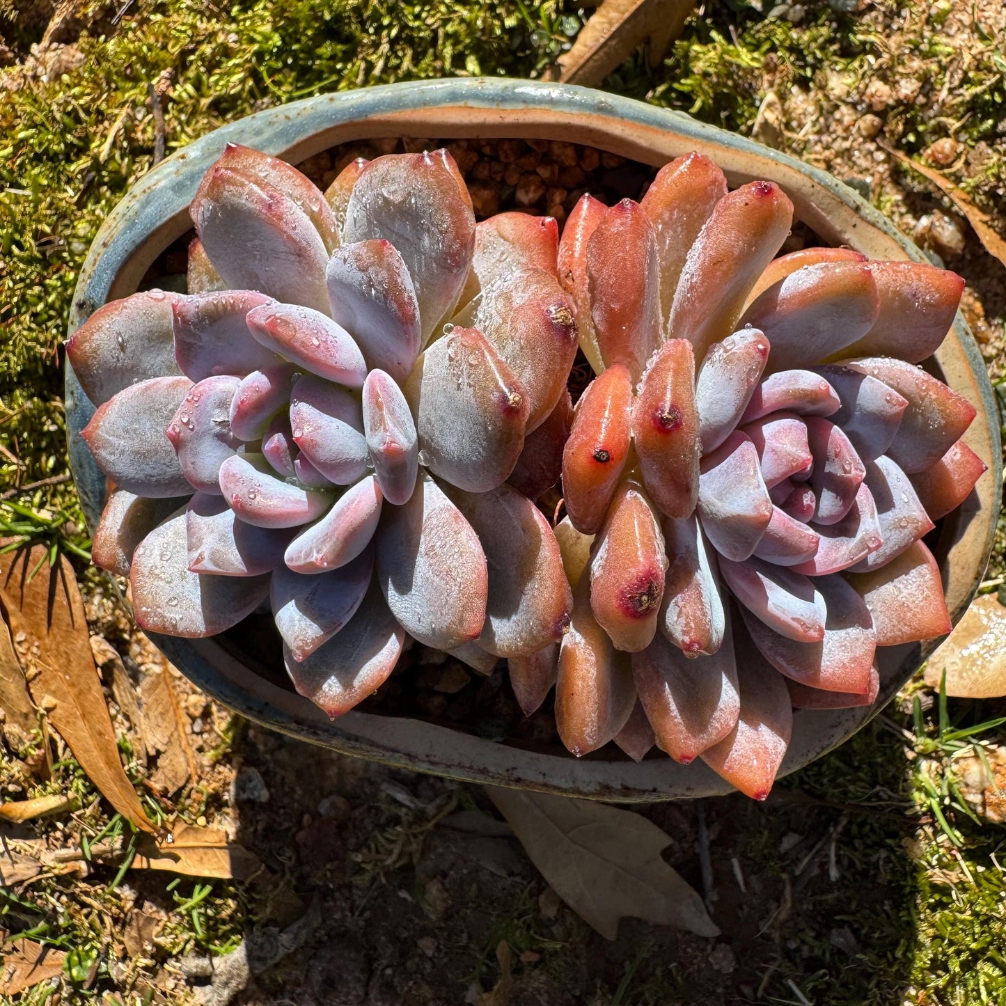 Echeveria Korean ‘Orange Monroe’, 2heads, high quality, 3.7inches, Bare Root, Imported Rare Succulent