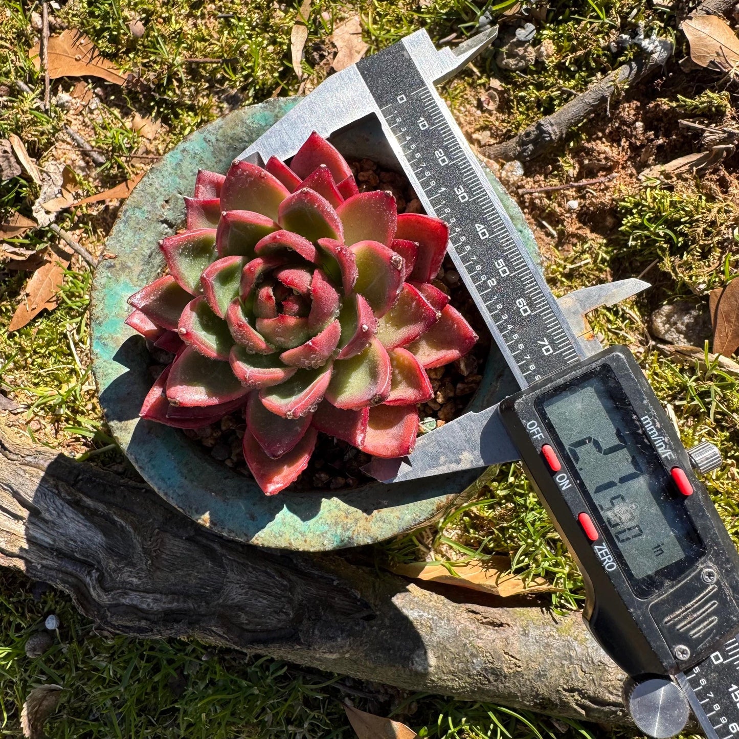 New! Echeveria 'sword dance', new hybrid, 2.7inches, single head, nice color , Bare Root, Imported Rare Succulent
