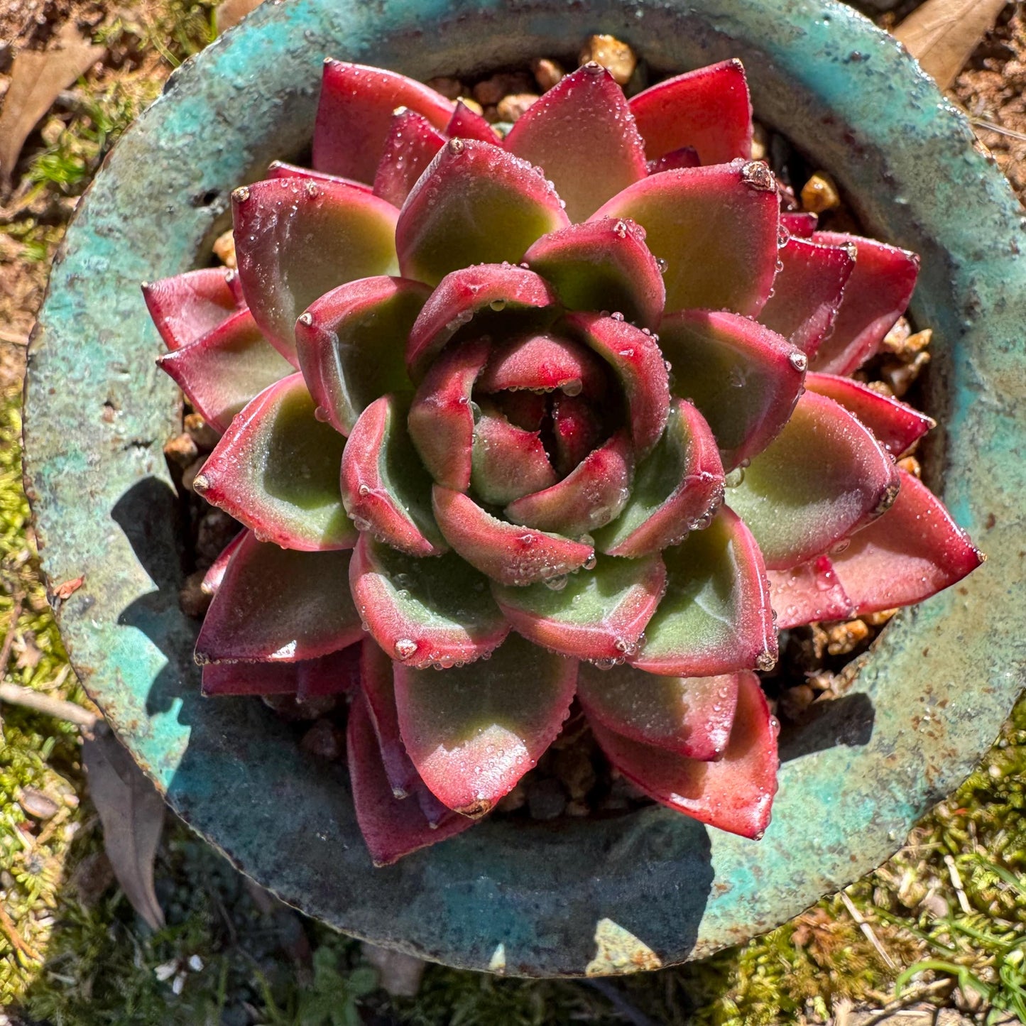 New! Echeveria 'sword dance', new hybrid, 2.7inches, single head, nice color , Bare Root, Imported Rare Succulent