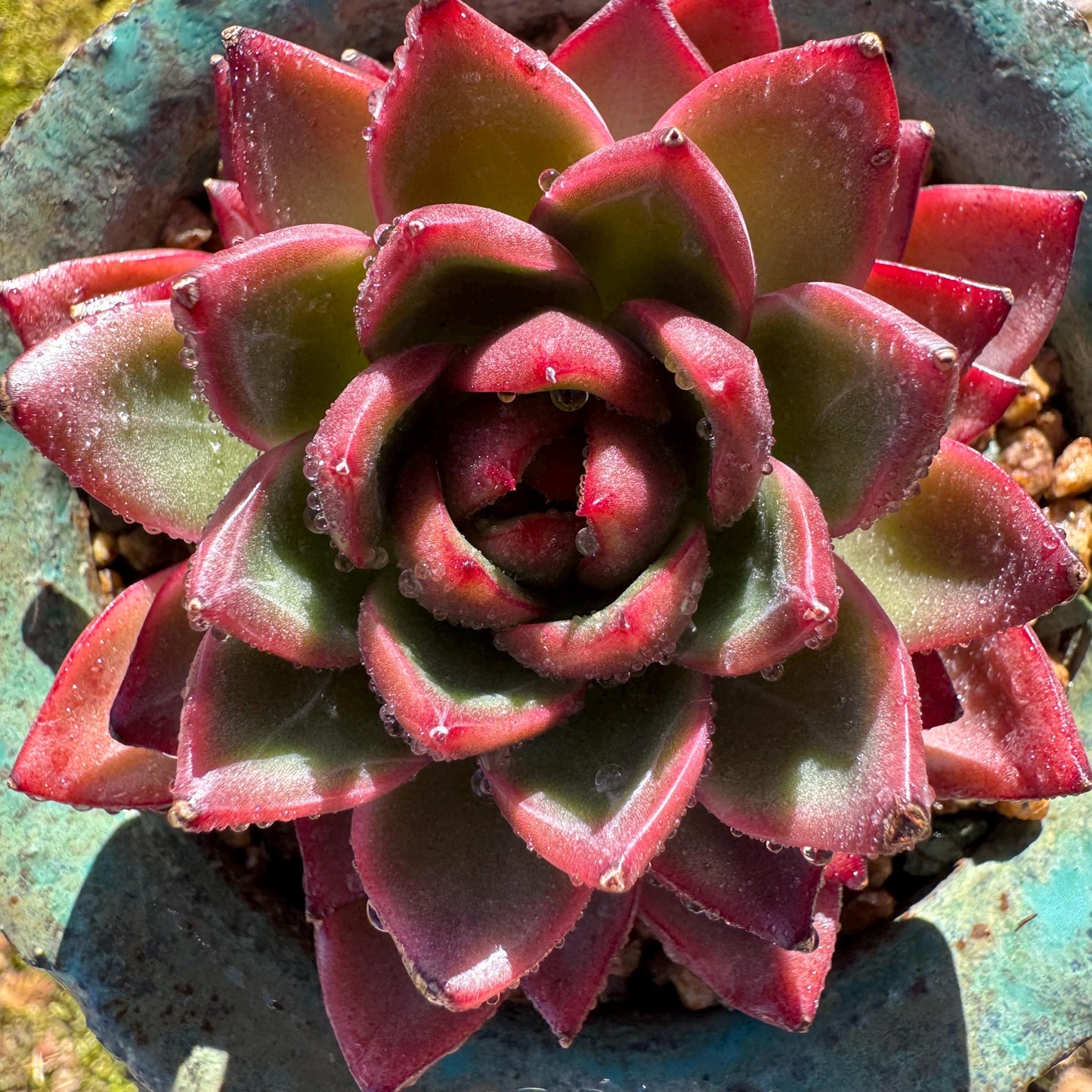 New! Echeveria 'sword dance', new hybrid, 2.7inches, single head, nice color , Bare Root, Imported Rare Succulent