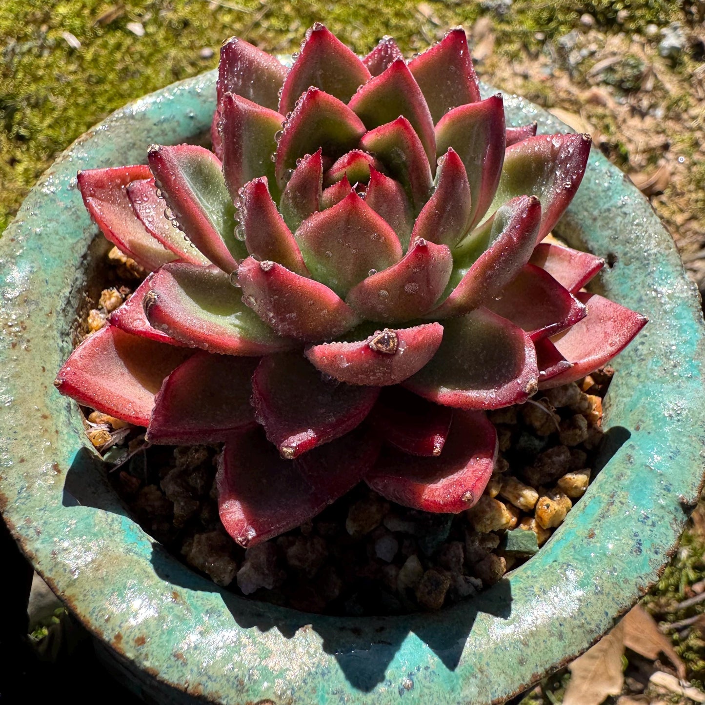 New! Echeveria 'sword dance', new hybrid, 2.7inches, single head, nice color , Bare Root, Imported Rare Succulent