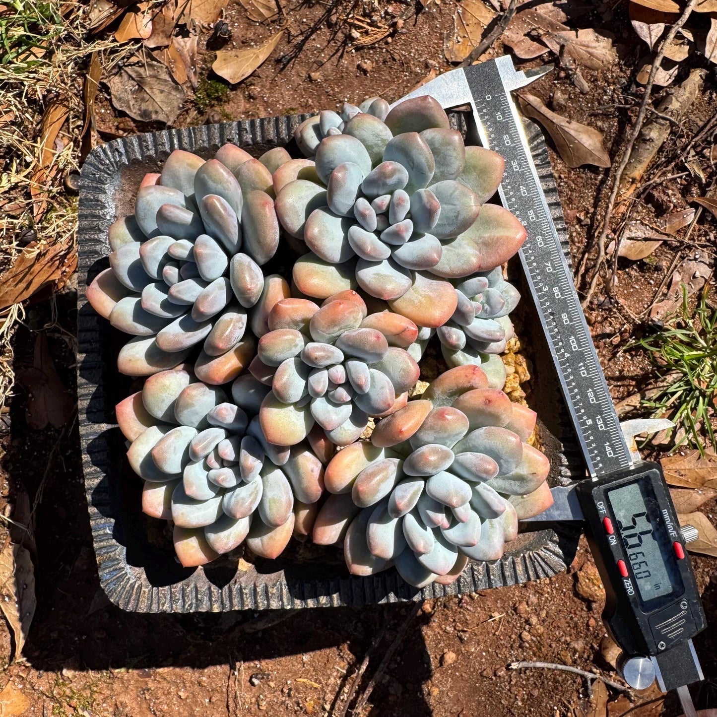 Pachyveria 'Elaine Reinelt' big cluster, 5.6inches, 7heads, high quality, live plant, Bare Root, imported succulents, live plant, gift