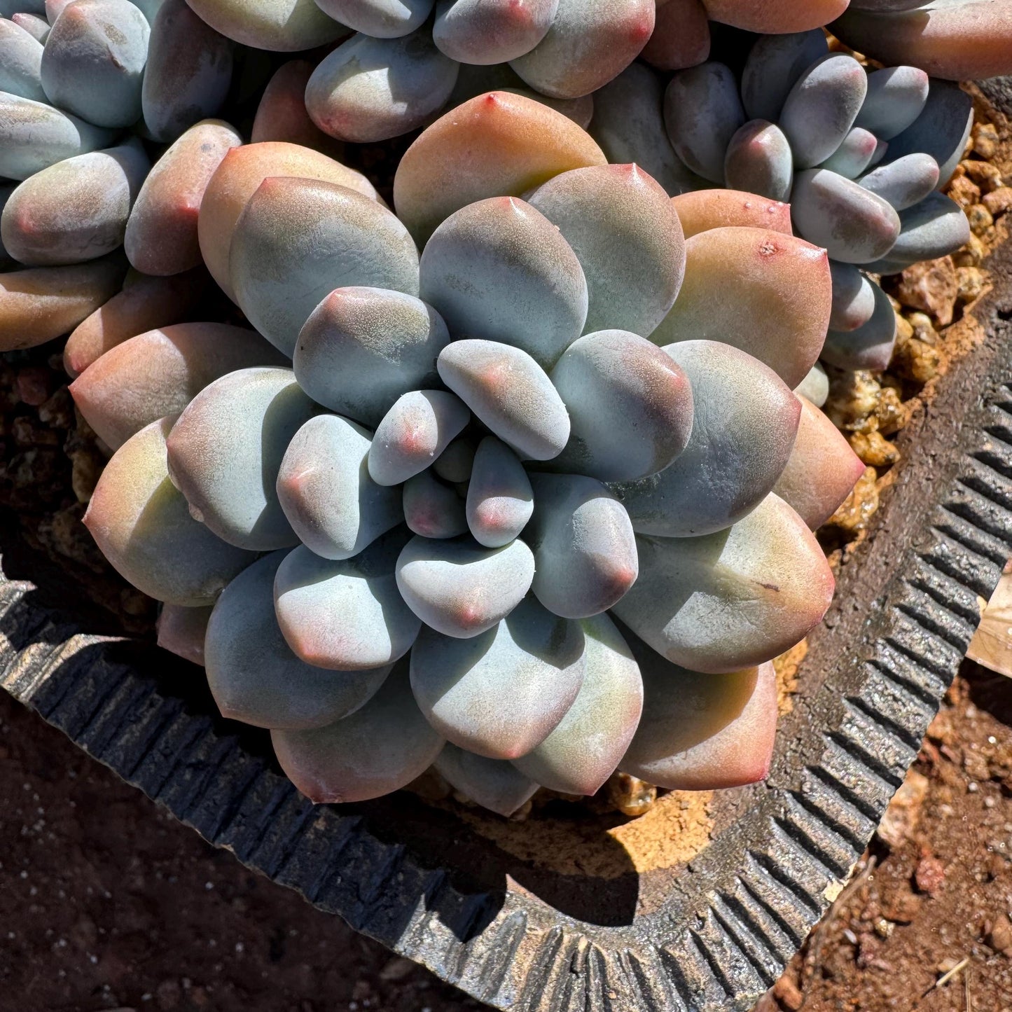 Pachyveria 'Elaine Reinelt' big cluster, 5.6inches, 7heads, high quality, live plant, Bare Root, imported succulents, live plant, gift