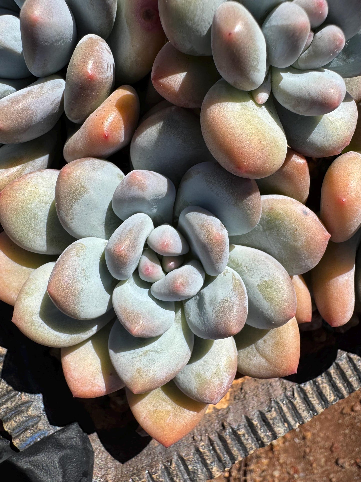 Pachyveria 'Elaine Reinelt' big cluster, 5.6inches, 7heads, high quality, live plant, Bare Root, imported succulents, live plant, gift