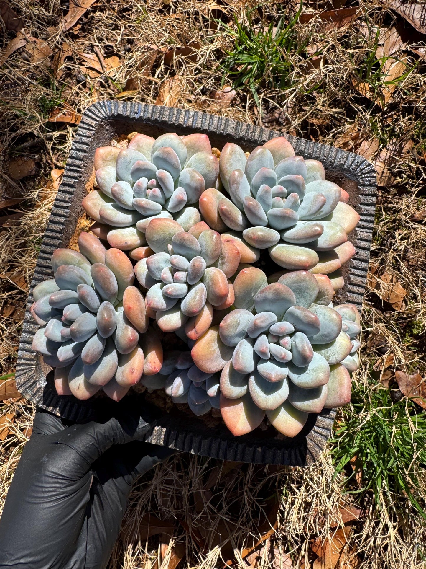 Pachyveria 'Elaine Reinelt' big cluster, 5.6inches, 7heads, high quality, live plant, Bare Root, imported succulents, live plant, gift