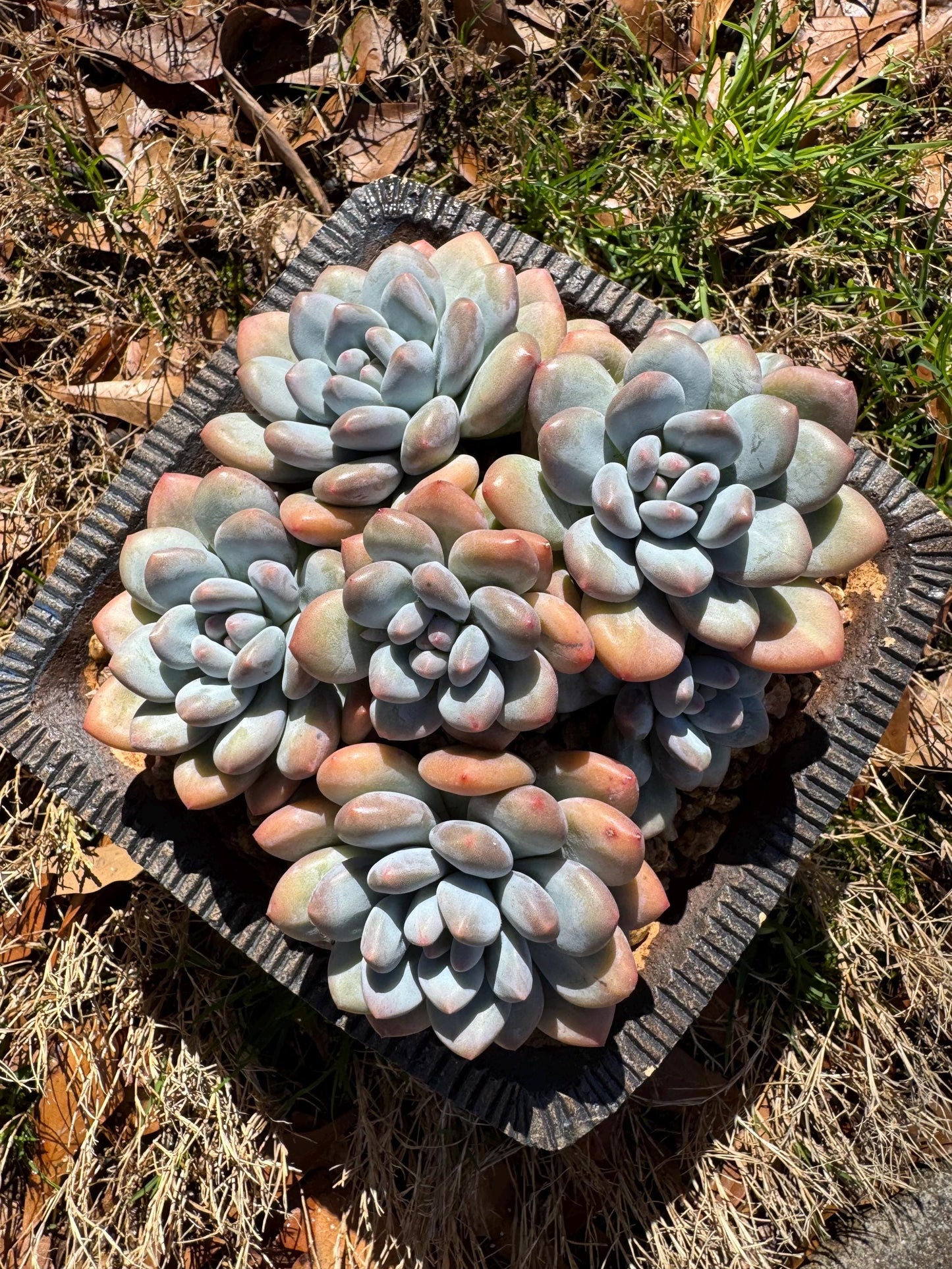 Pachyveria 'Elaine Reinelt' big cluster, 5.6inches, 7heads, high quality, live plant, Bare Root, imported succulents, live plant, gift
