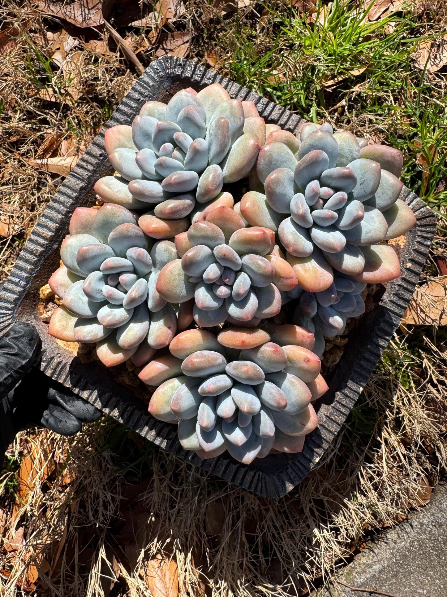Pachyveria 'Elaine Reinelt' big cluster, 5.6inches, 7heads, high quality, live plant, Bare Root, imported succulents, live plant, gift