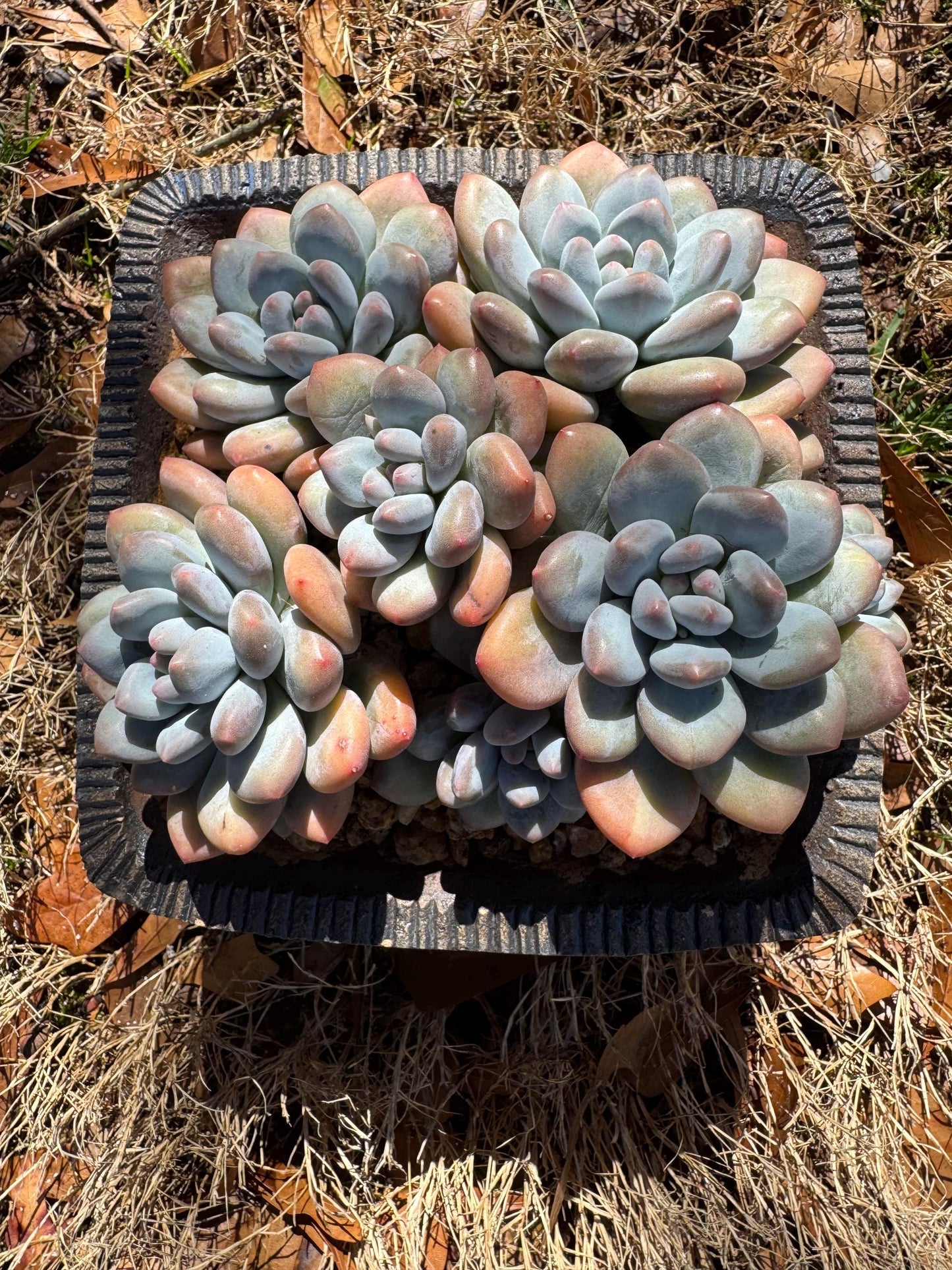 Pachyveria 'Elaine Reinelt' big cluster, 5.6inches, 7heads, high quality, live plant, Bare Root, imported succulents, live plant, gift
