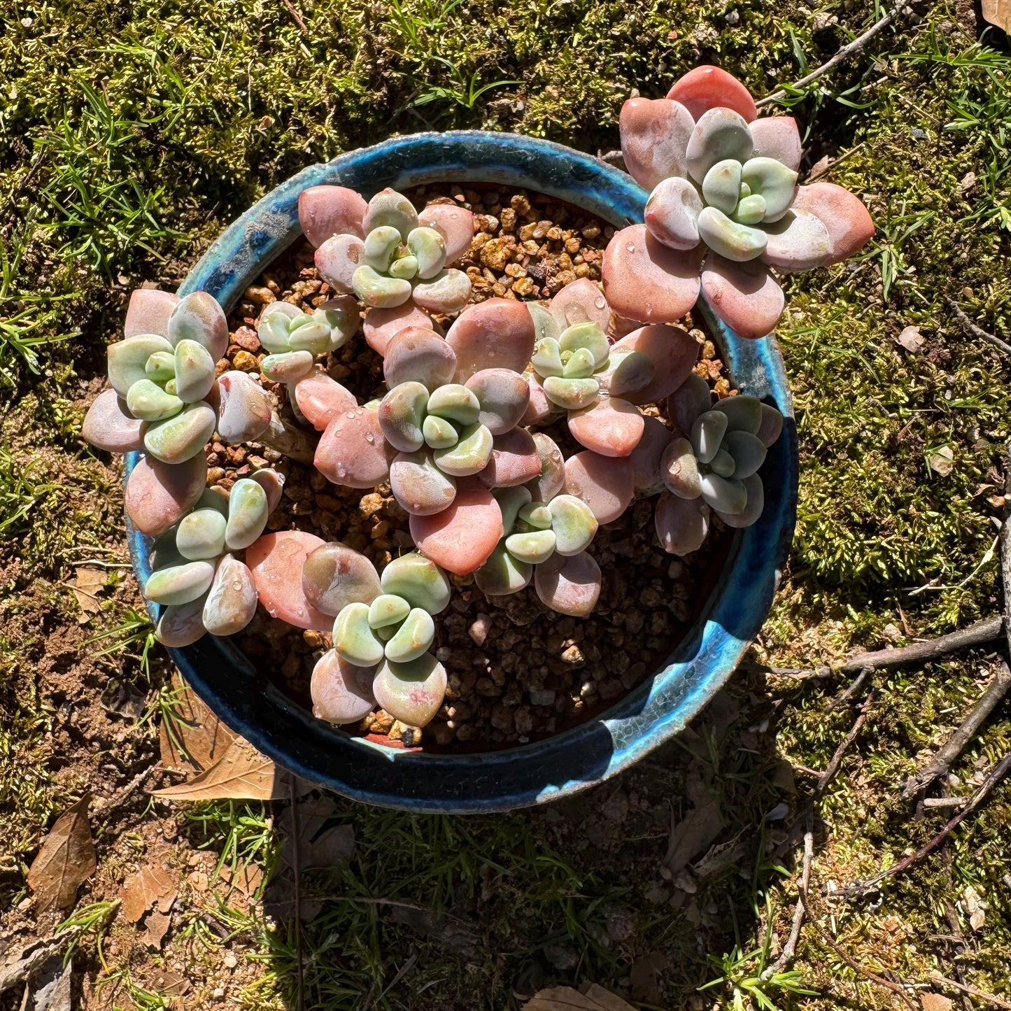 Graptosedum 'red miul ' cluster, nice color, 4.2inches , bare Root, , Imported Rare Succulent