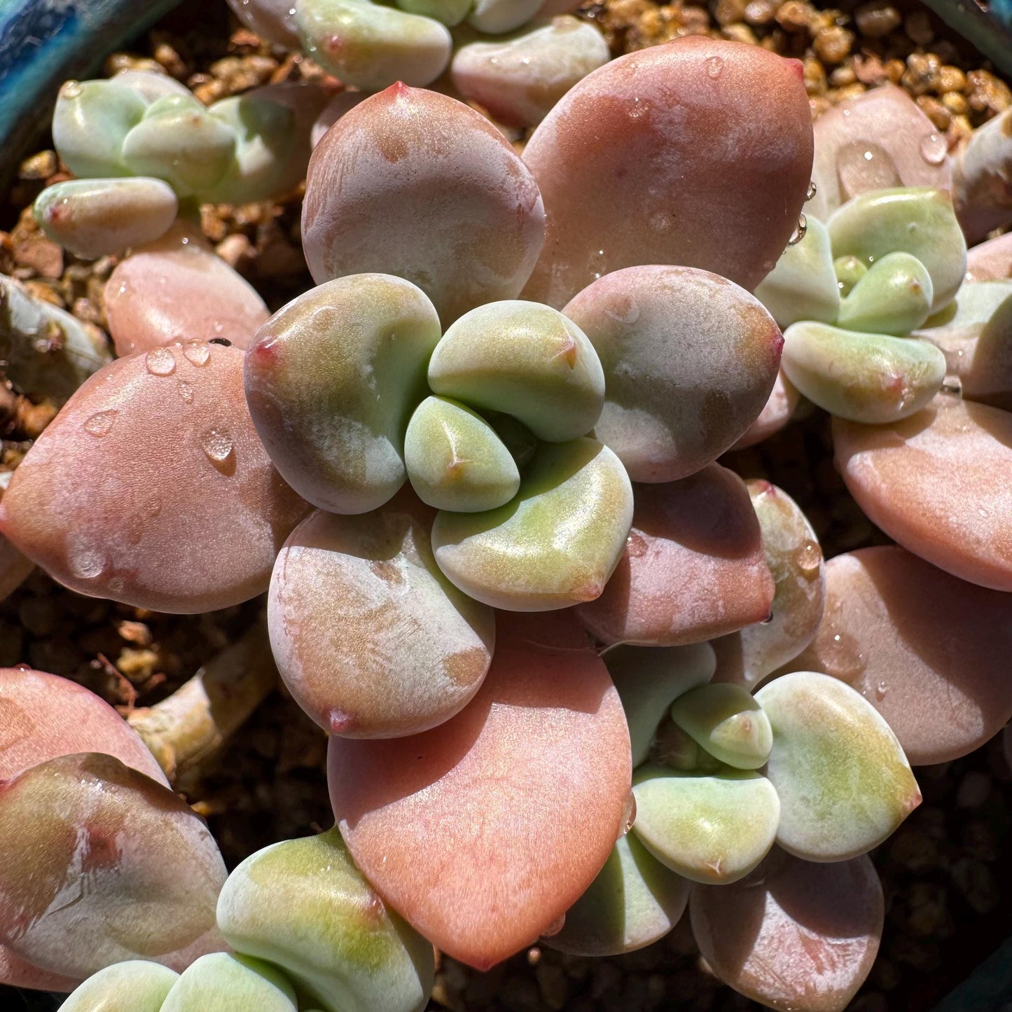 Graptosedum 'red miul ' cluster, nice color, 4.2inches , bare Root, , Imported Rare Succulent