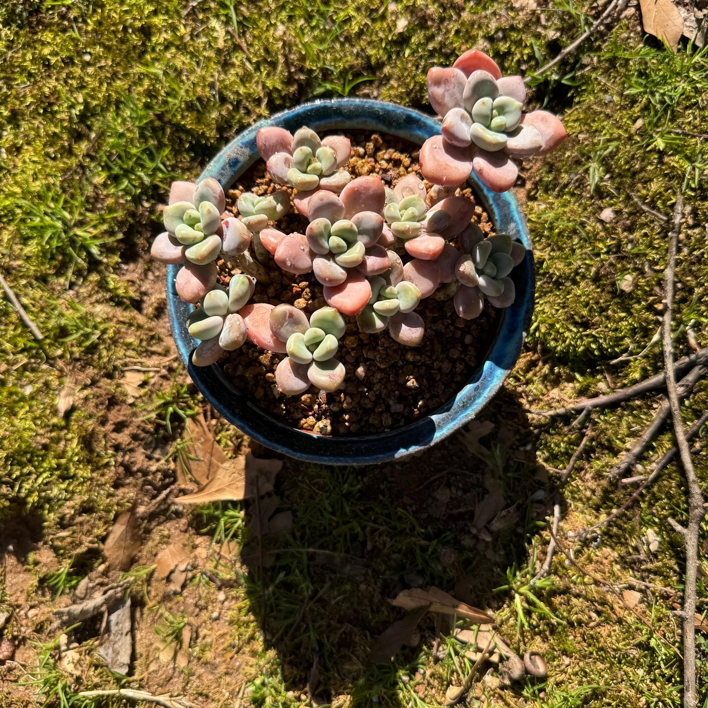 Graptosedum 'red miul ' cluster, nice color, 4.2inches , bare Root, , Imported Rare Succulent