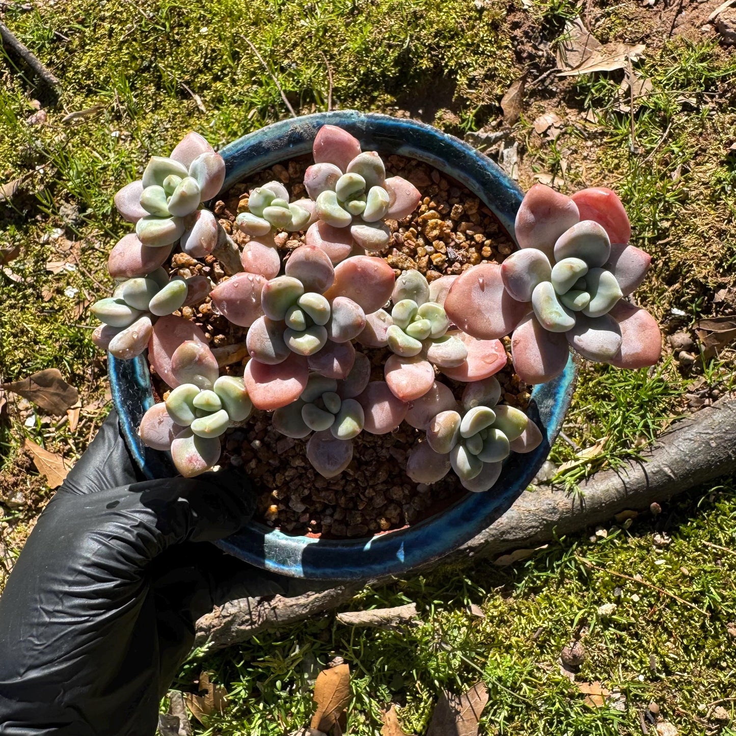 Graptosedum 'red miul ' cluster, nice color, 4.2inches , bare Root, , Imported Rare Succulent