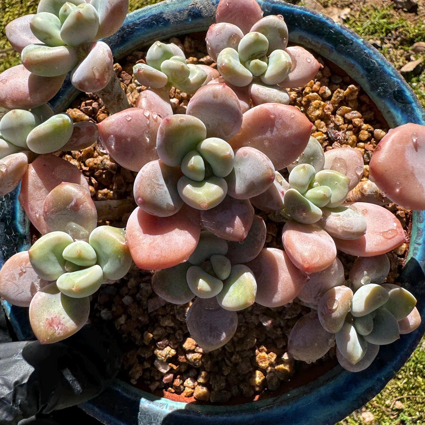 Graptosedum 'red miul ' cluster, nice color, 4.2inches , bare Root, , Imported Rare Succulent