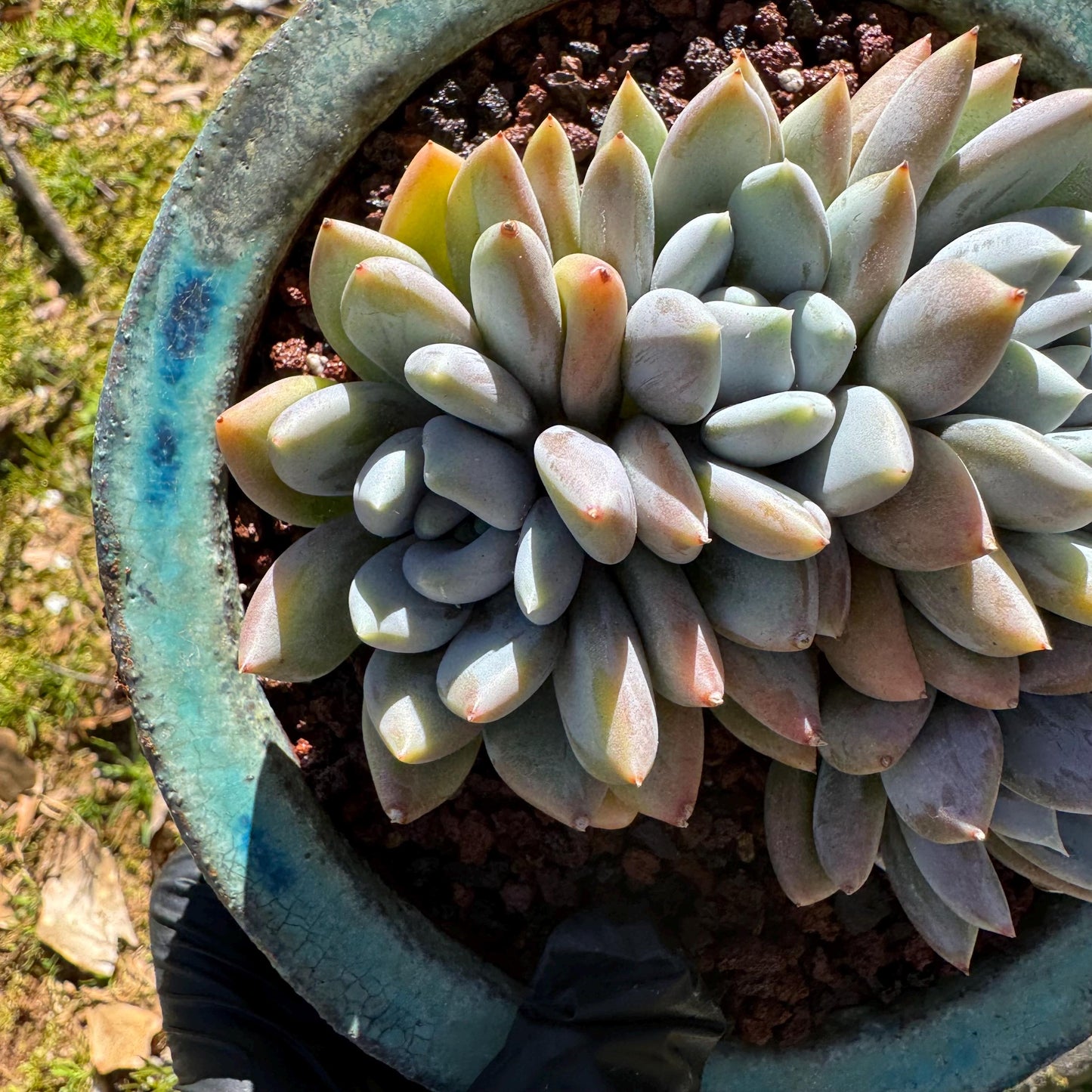 Echeveria 'Red ivory crest cluster ', 4.2inches, 5heads, nice color , Bare Root, Imported Rare Succulent