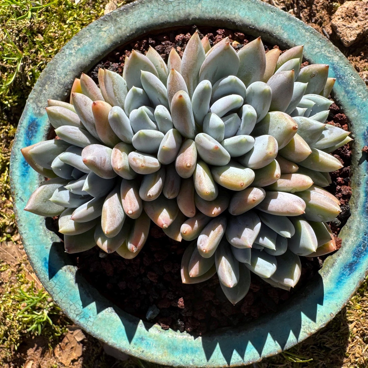 Echeveria 'Red ivory crest cluster ', 4.2inches, 5heads, nice color , Bare Root, Imported Rare Succulent