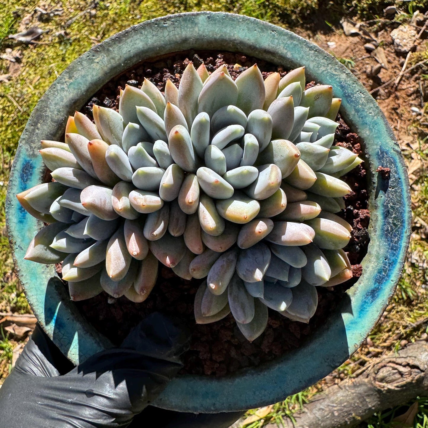 Echeveria 'Red ivory crest cluster ', 4.2inches, 5heads, nice color , Bare Root, Imported Rare Succulent