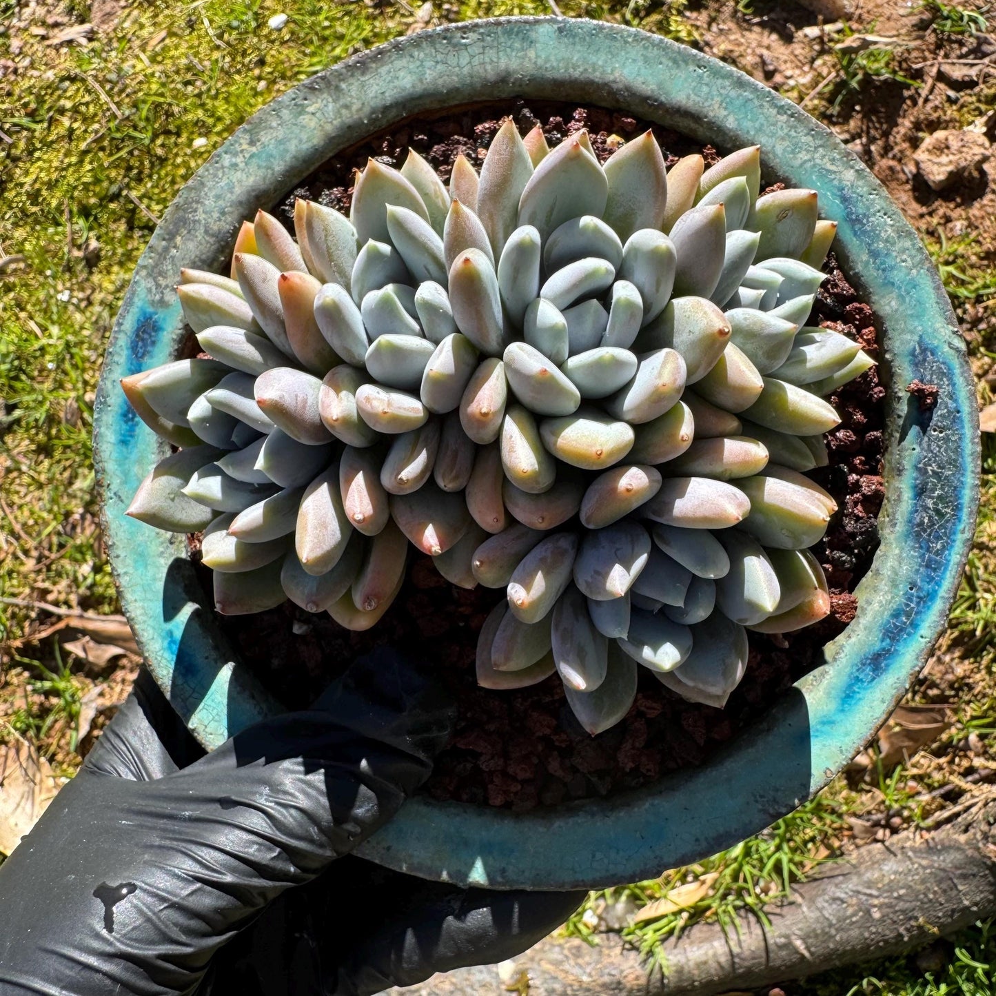 Echeveria 'Red ivory crest cluster ', 4.2inches, 5heads, nice color , Bare Root, Imported Rare Succulent