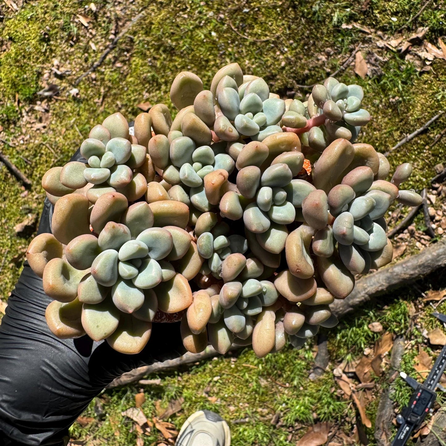 Echeveria blood ‘spotted deer' cluster, 4.2inches, nice color, Bare Root, Imported Rare Succulent, live plant