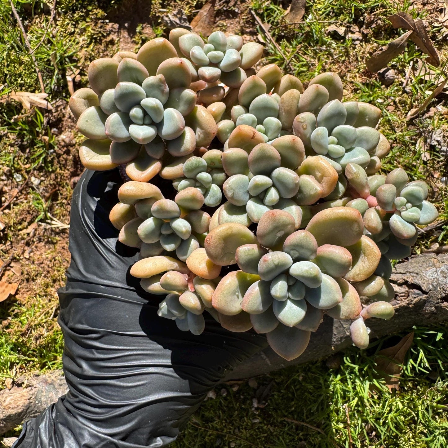 Echeveria blood ‘spotted deer' cluster, 4.2inches, nice color, Bare Root, Imported Rare Succulent, live plant