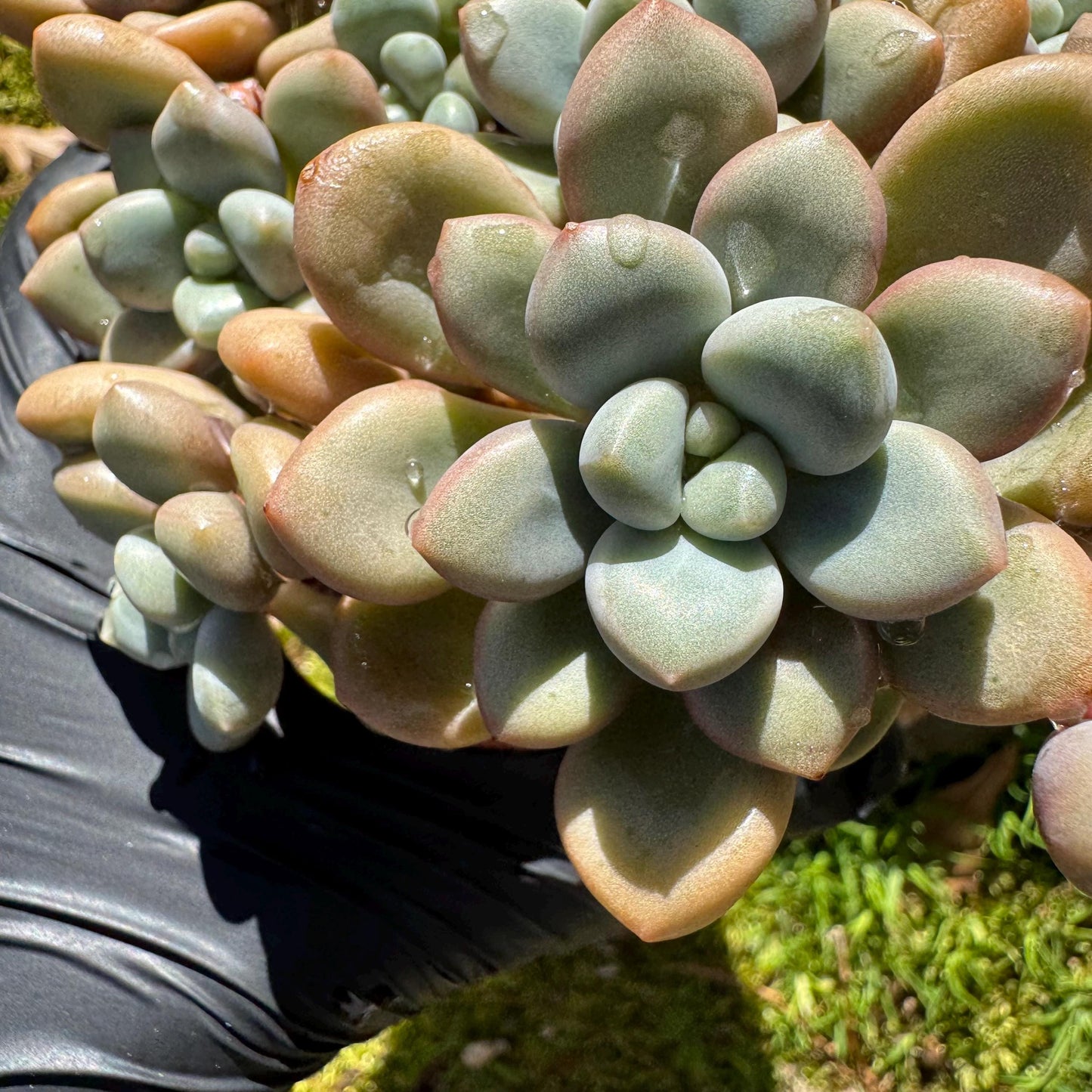 Echeveria blood ‘spotted deer' cluster, 4.2inches, nice color, Bare Root, Imported Rare Succulent, live plant