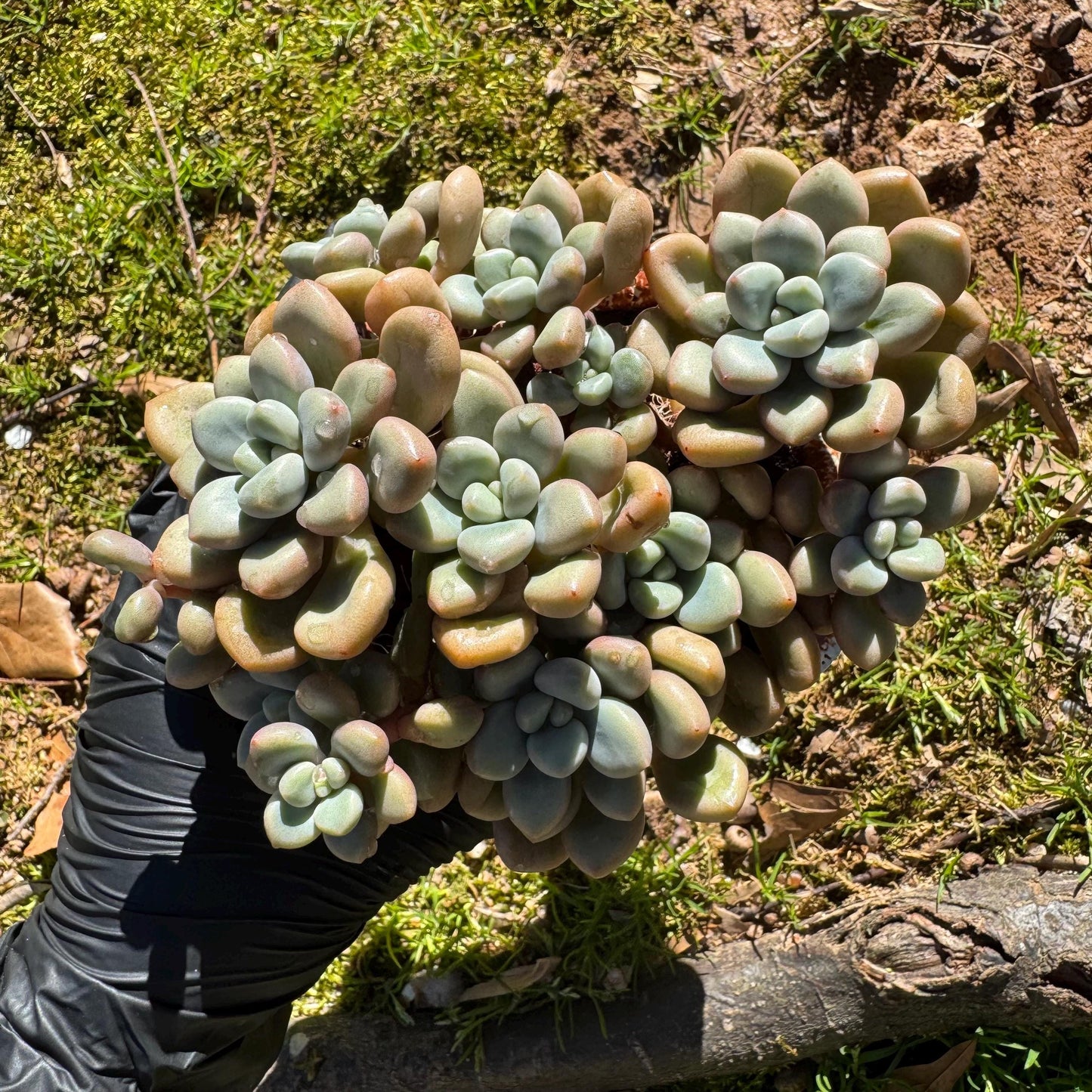 Echeveria blood ‘spotted deer' cluster, 4.2inches, nice color, Bare Root, Imported Rare Succulent, live plant