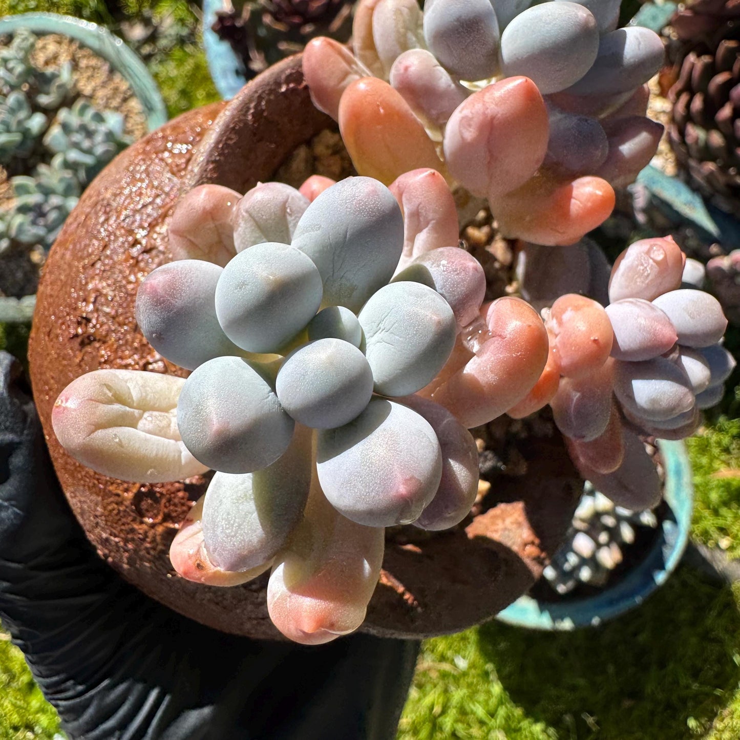 Graptopetalum Amethystinum ' Sweet Ball ’ cluster, 4heads, 3.8inches, live plant