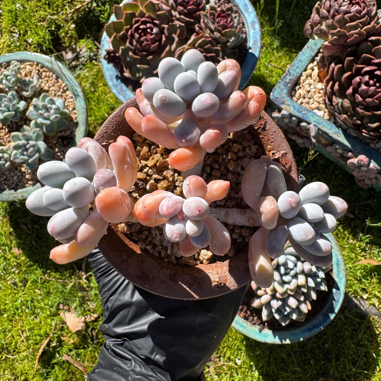 Graptopetalum Amethystinum ' Sweet Ball ’ cluster, 4heads, 3.8inches, live plant