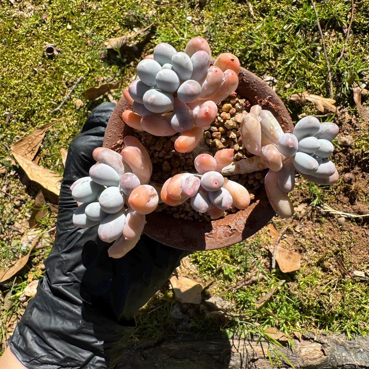 Graptopetalum Amethystinum ' Sweet Ball ’ cluster, 4heads, 3.8inches, live plant