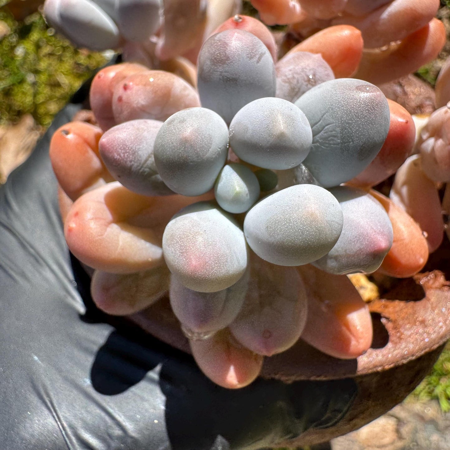 Graptopetalum Amethystinum ' Sweet Ball ’ cluster, 4heads, 3.8inches, live plant