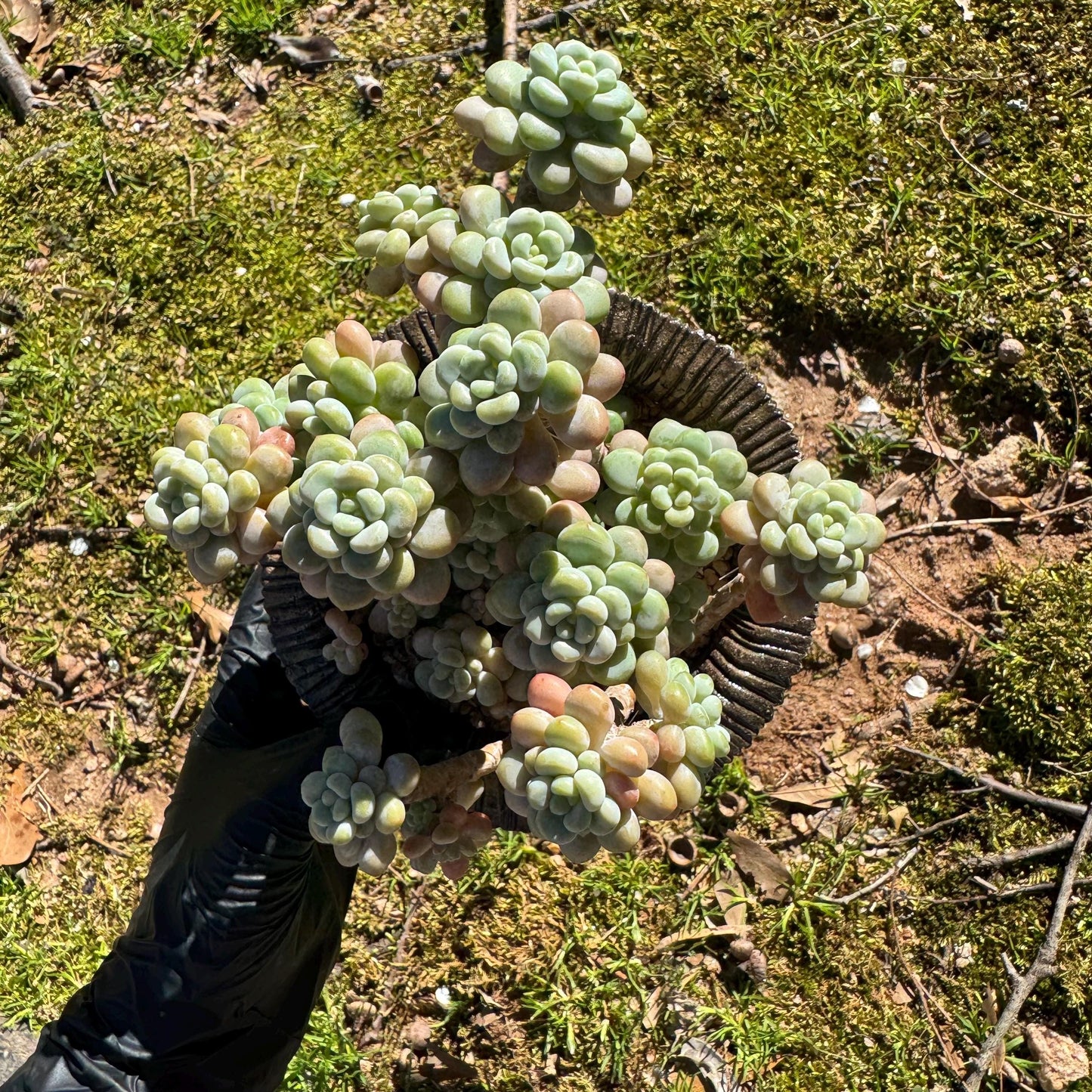 Echeveria 'Rococo' cluster , 4.0inches, nice color, live plant , nice color, Imported Rare Succulent, gift