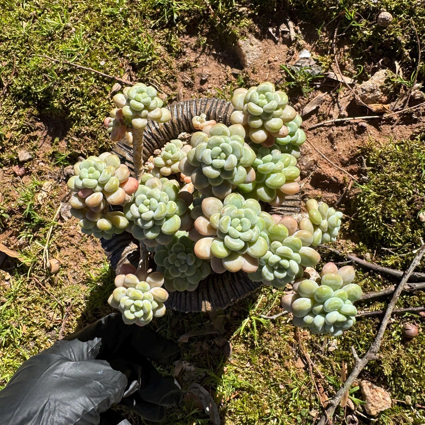 Echeveria 'Rococo' cluster , 4.0inches, nice color, live plant , nice color, Imported Rare Succulent, gift