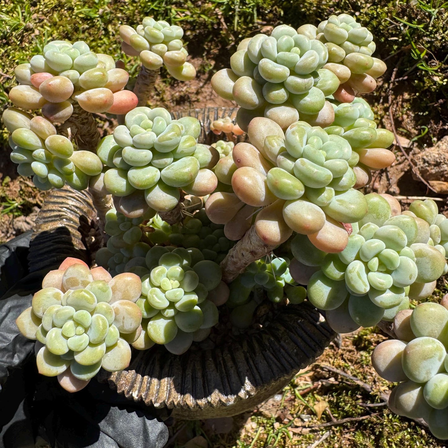 Echeveria 'Rococo' cluster , 4.0inches, nice color, live plant , nice color, Imported Rare Succulent, gift