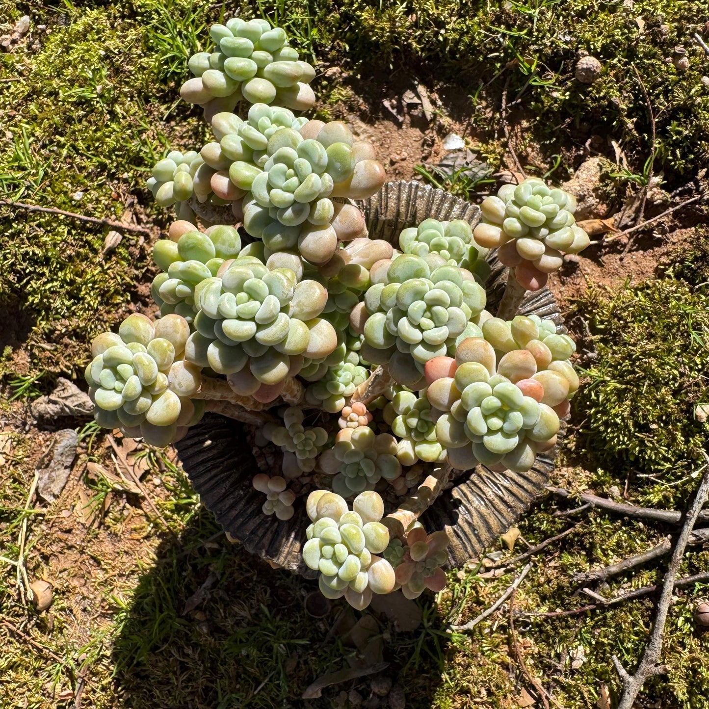 Echeveria 'Rococo' cluster , 4.0inches, nice color, live plant , nice color, Imported Rare Succulent, gift