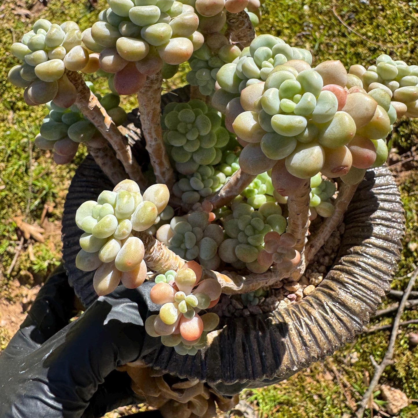 Echeveria 'Rococo' cluster , 4.0inches, nice color, live plant , nice color, Imported Rare Succulent, gift