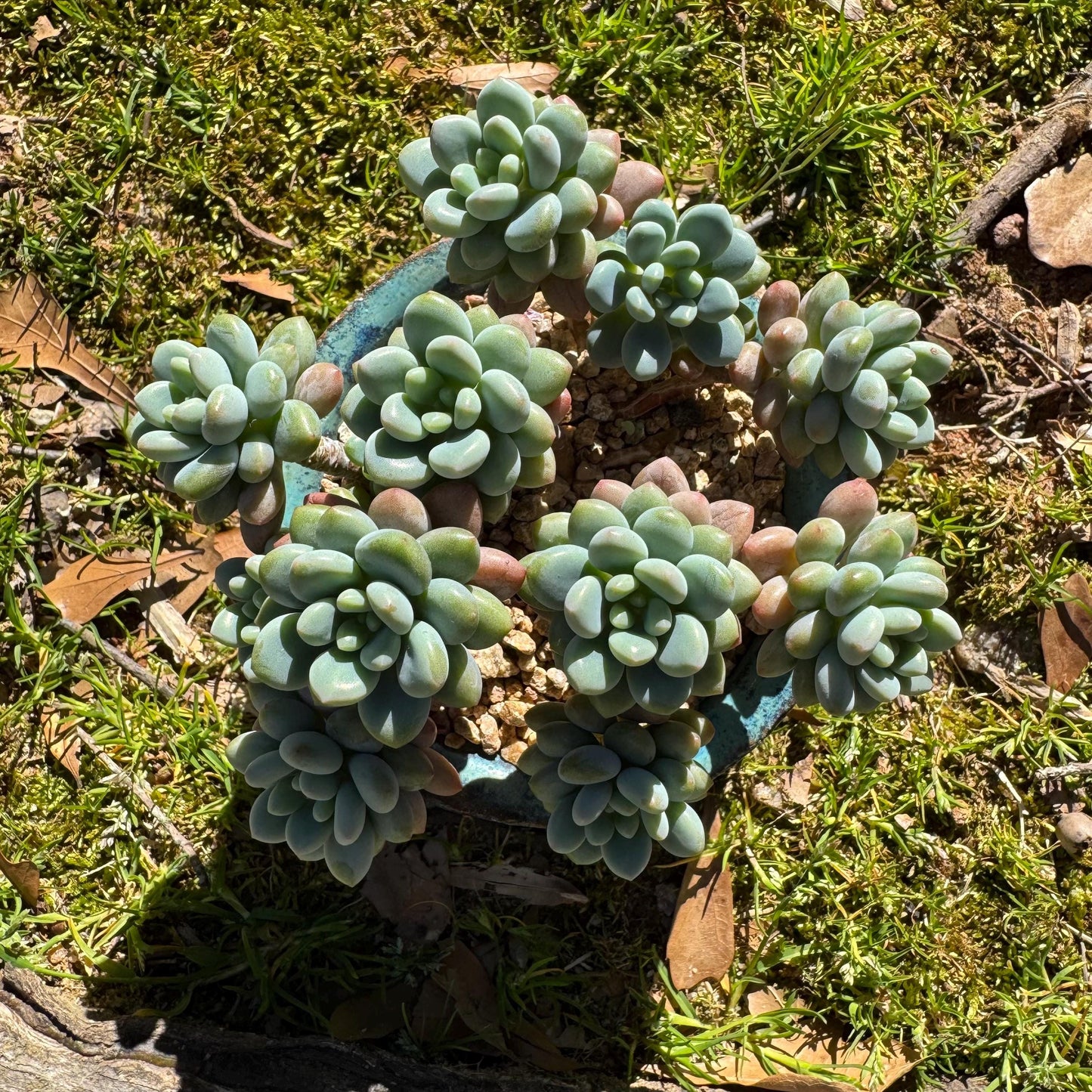 Echeveria 'Rococo' small cluster , 3.5inches, live plant , nice color, Imported Rare Succulent, gift