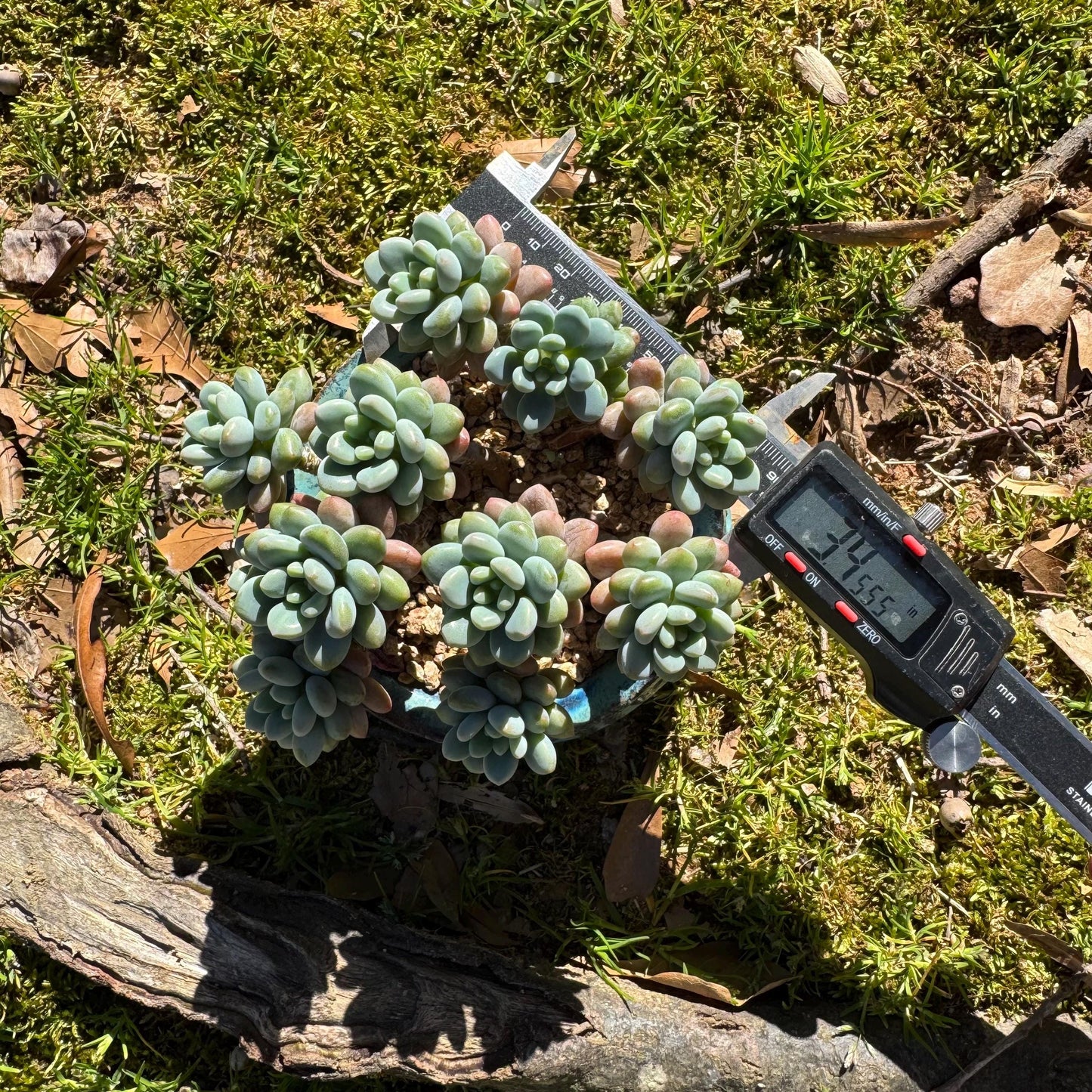 Echeveria 'Rococo' small cluster , 3.5inches, live plant , nice color, Imported Rare Succulent, gift