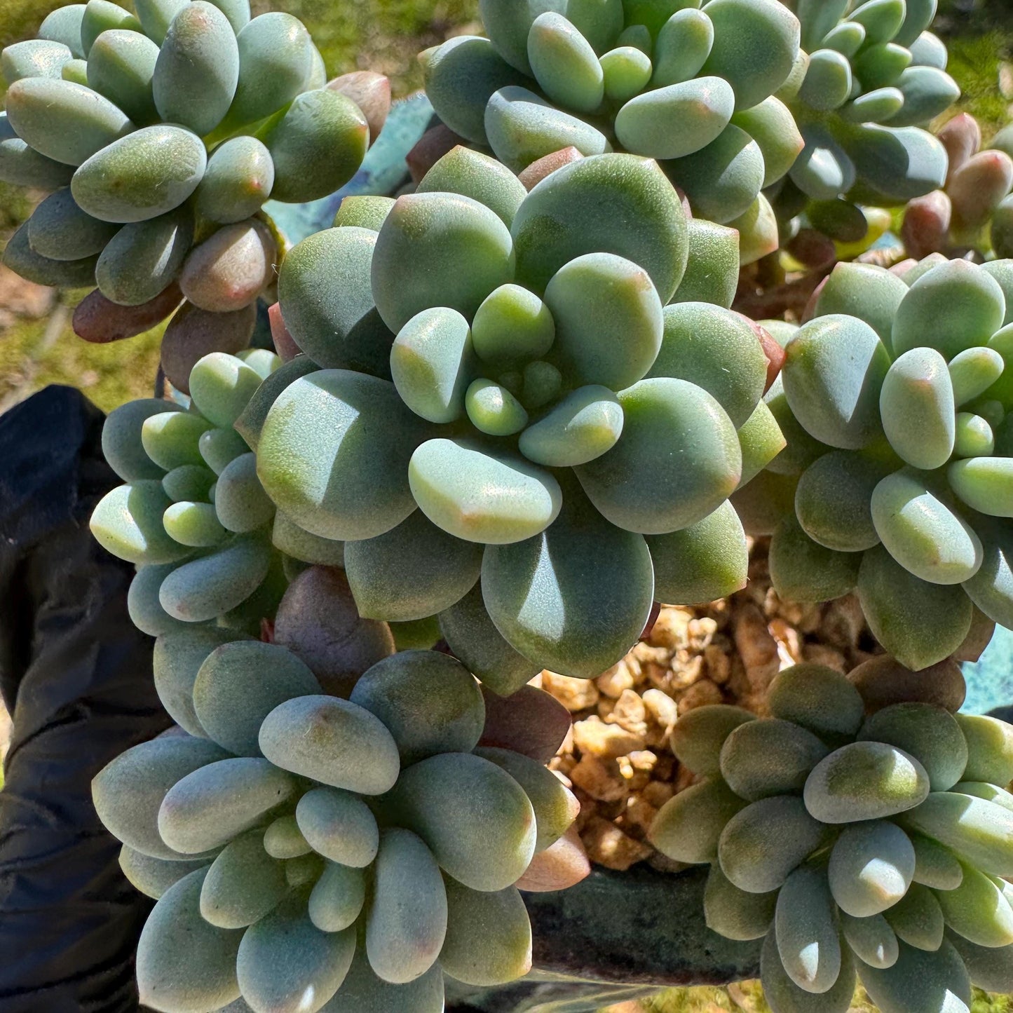 Echeveria 'Rococo' small cluster , 3.5inches, live plant , nice color, Imported Rare Succulent, gift
