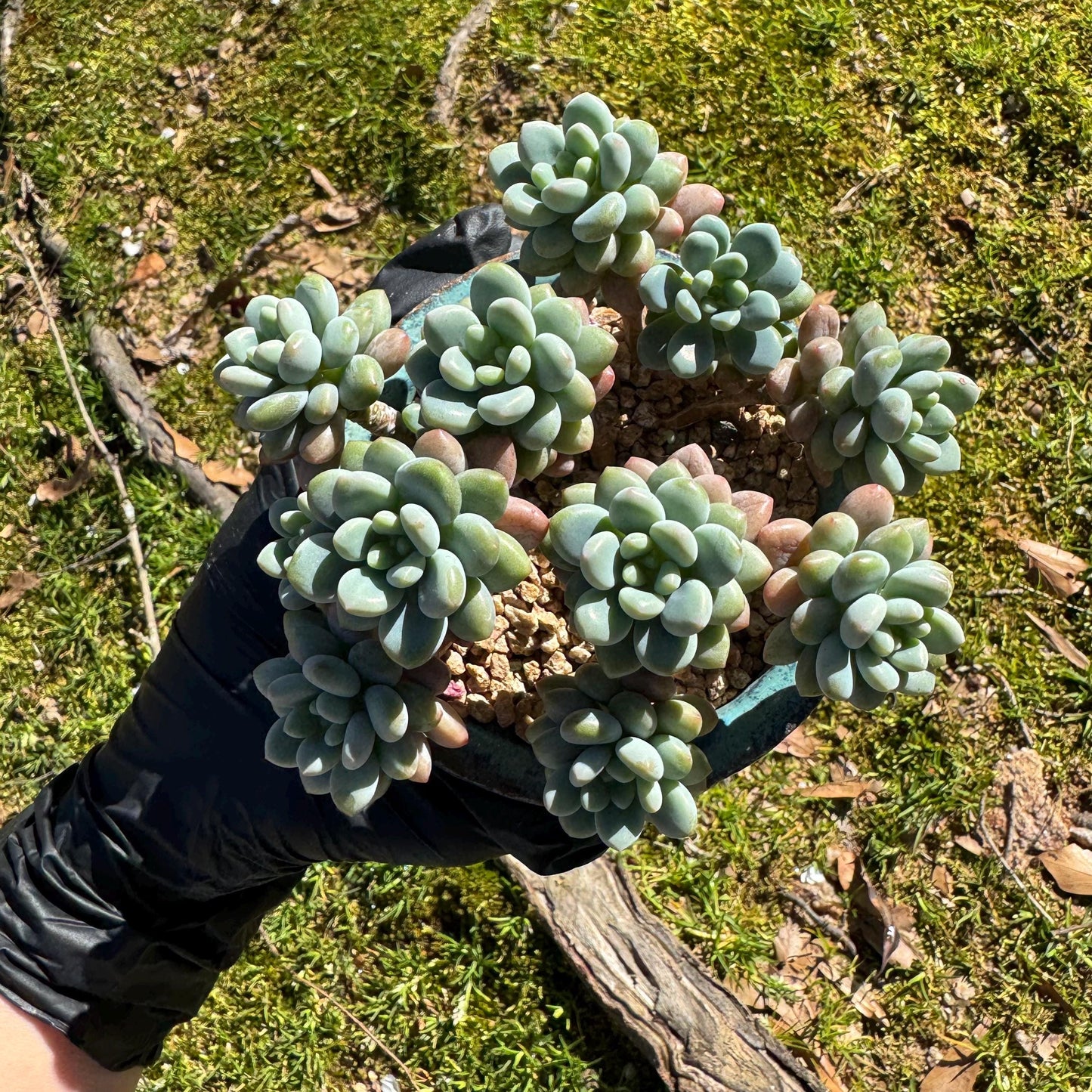 Echeveria 'Rococo' small cluster , 3.5inches, live plant , nice color, Imported Rare Succulent, gift