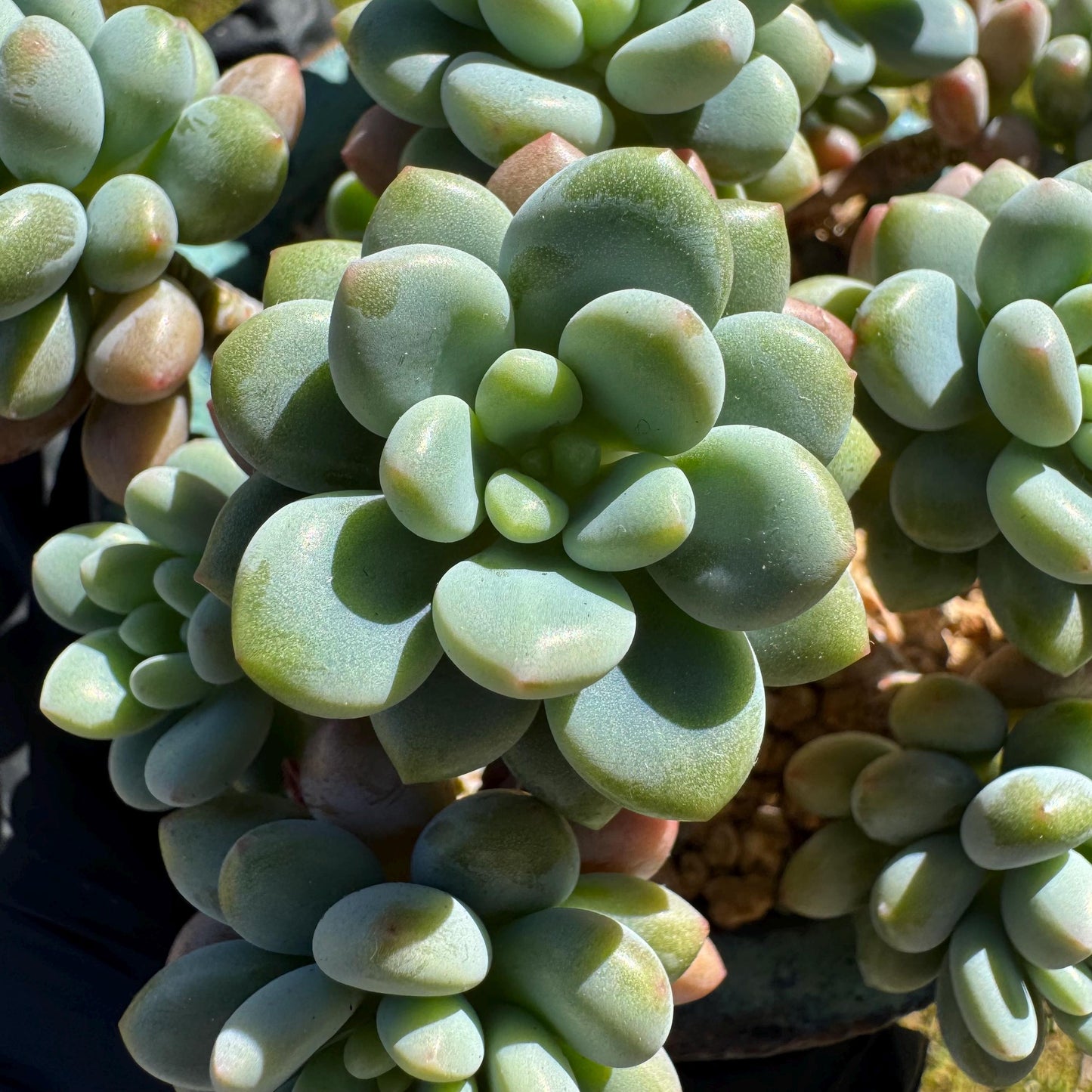 Echeveria 'Rococo' small cluster , 3.5inches, live plant , nice color, Imported Rare Succulent, gift
