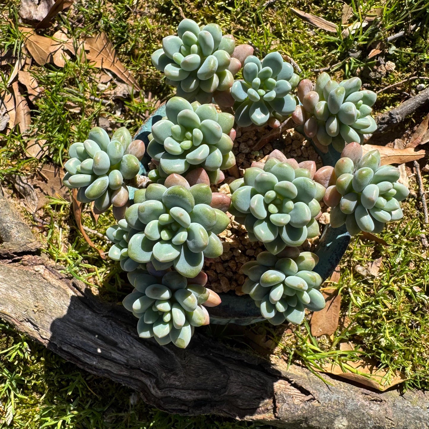 Echeveria 'Rococo' small cluster , 3.5inches, live plant , nice color, Imported Rare Succulent, gift
