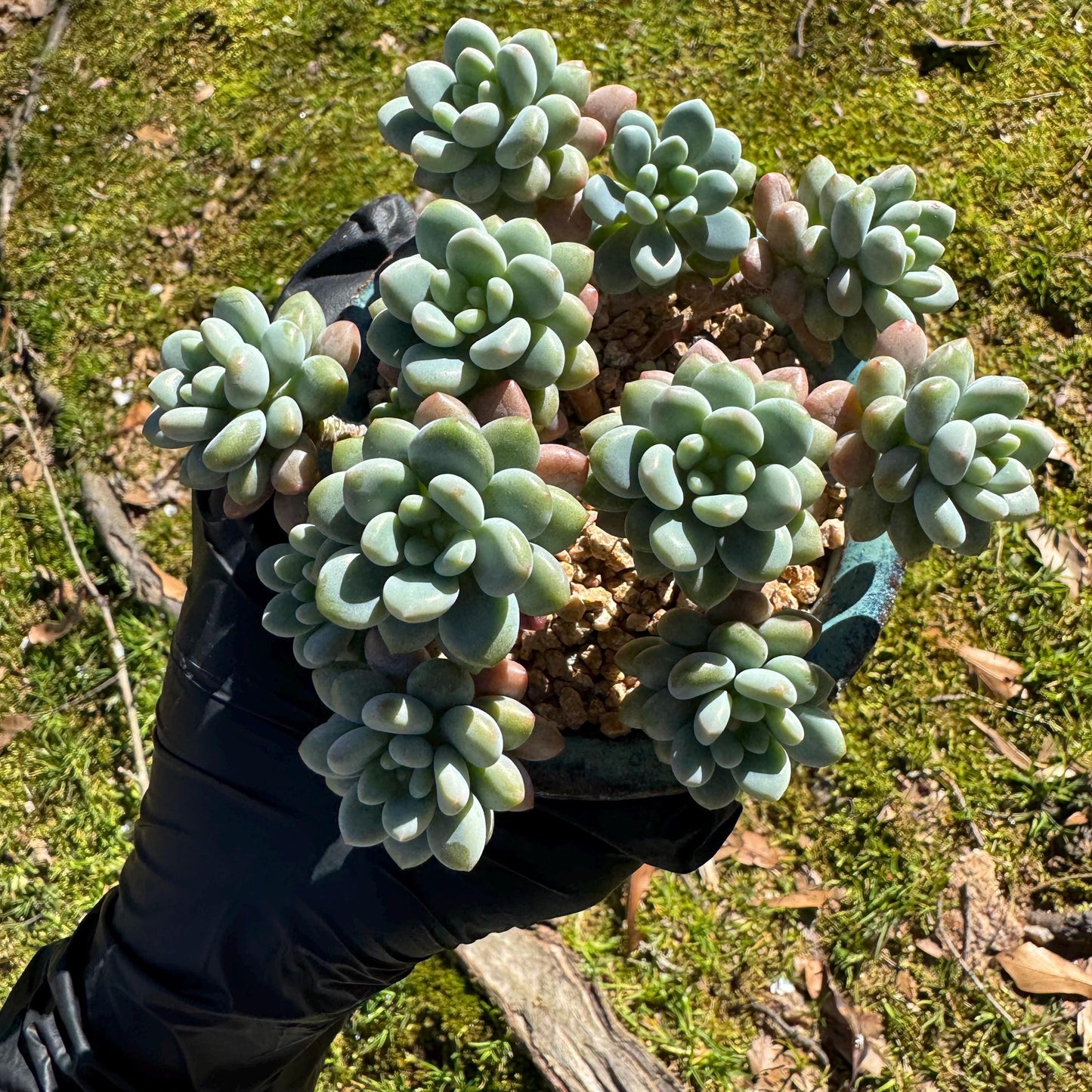 Echeveria 'Rococo' small cluster , 3.5inches, live plant , nice color, Imported Rare Succulent, gift